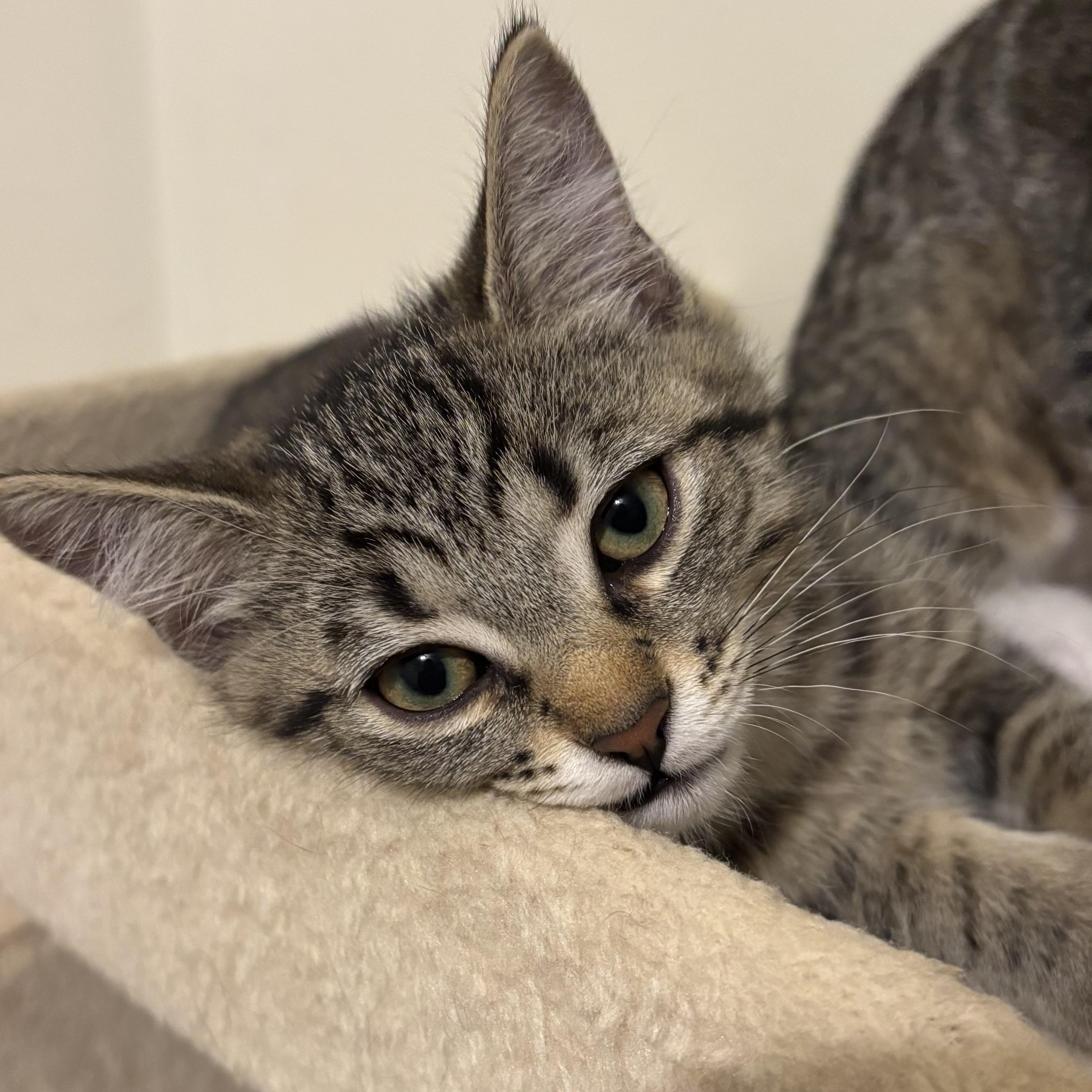 Gordie, a ADOPTABLE Domestic Short Hair in Richmond Hill, ON image 3/4