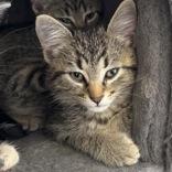 Gordie, a ADOPTABLE Domestic Short Hair in Richmond Hill, ON image 4/4