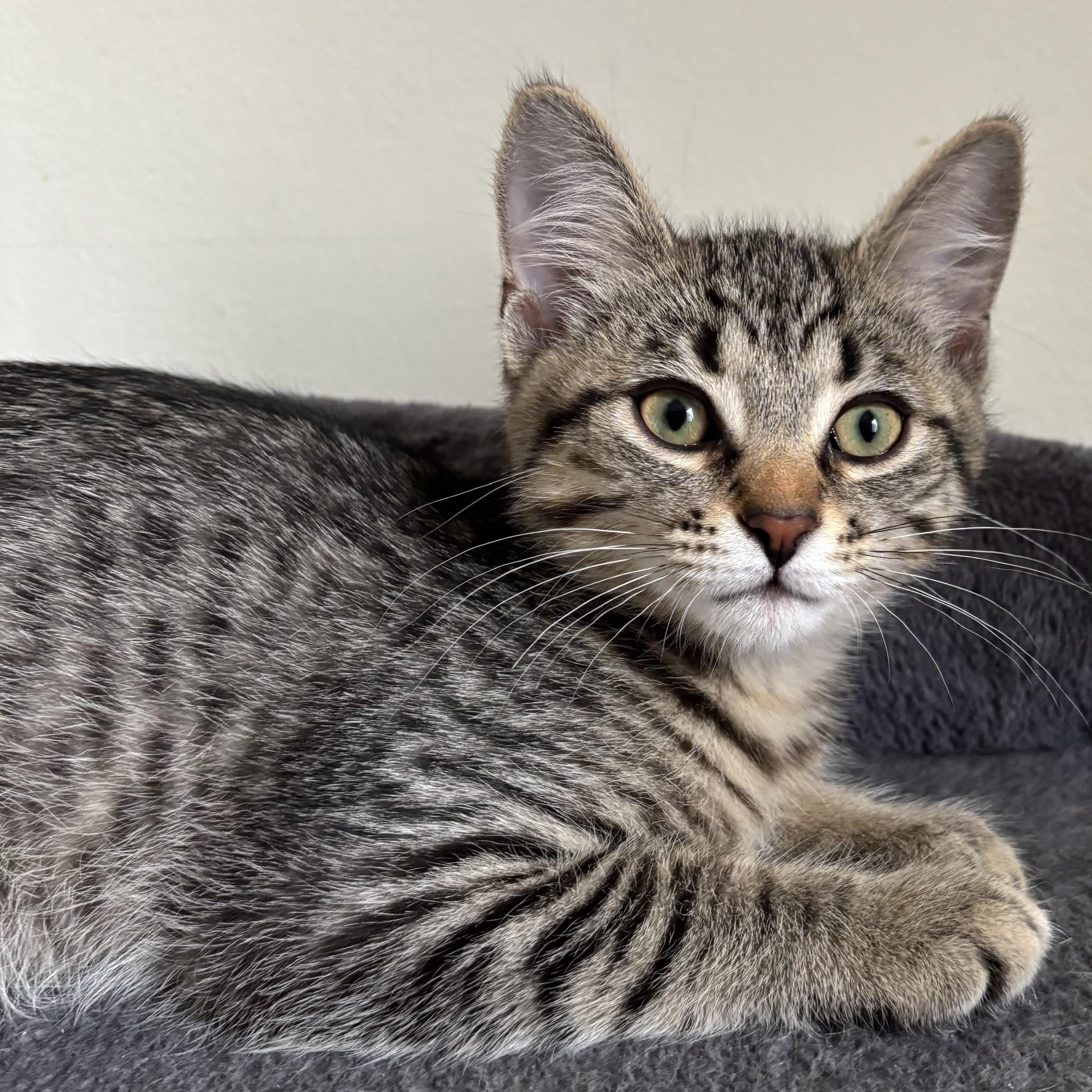 Gordie, a ADOPTABLE Domestic Short Hair in Richmond Hill, ON image 1/4