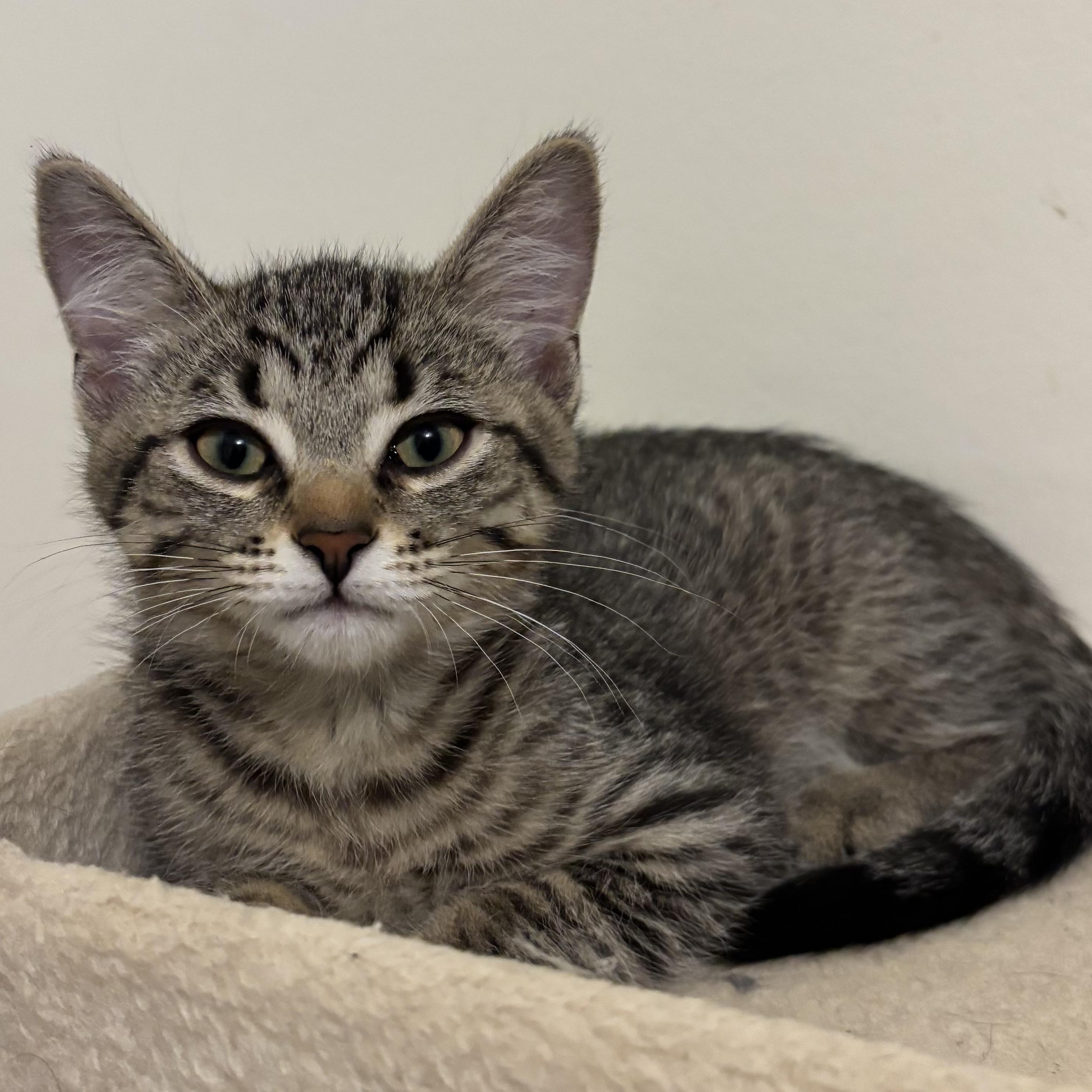 Gordie, a ADOPTABLE Domestic Short Hair in Richmond Hill, ON image 2/4