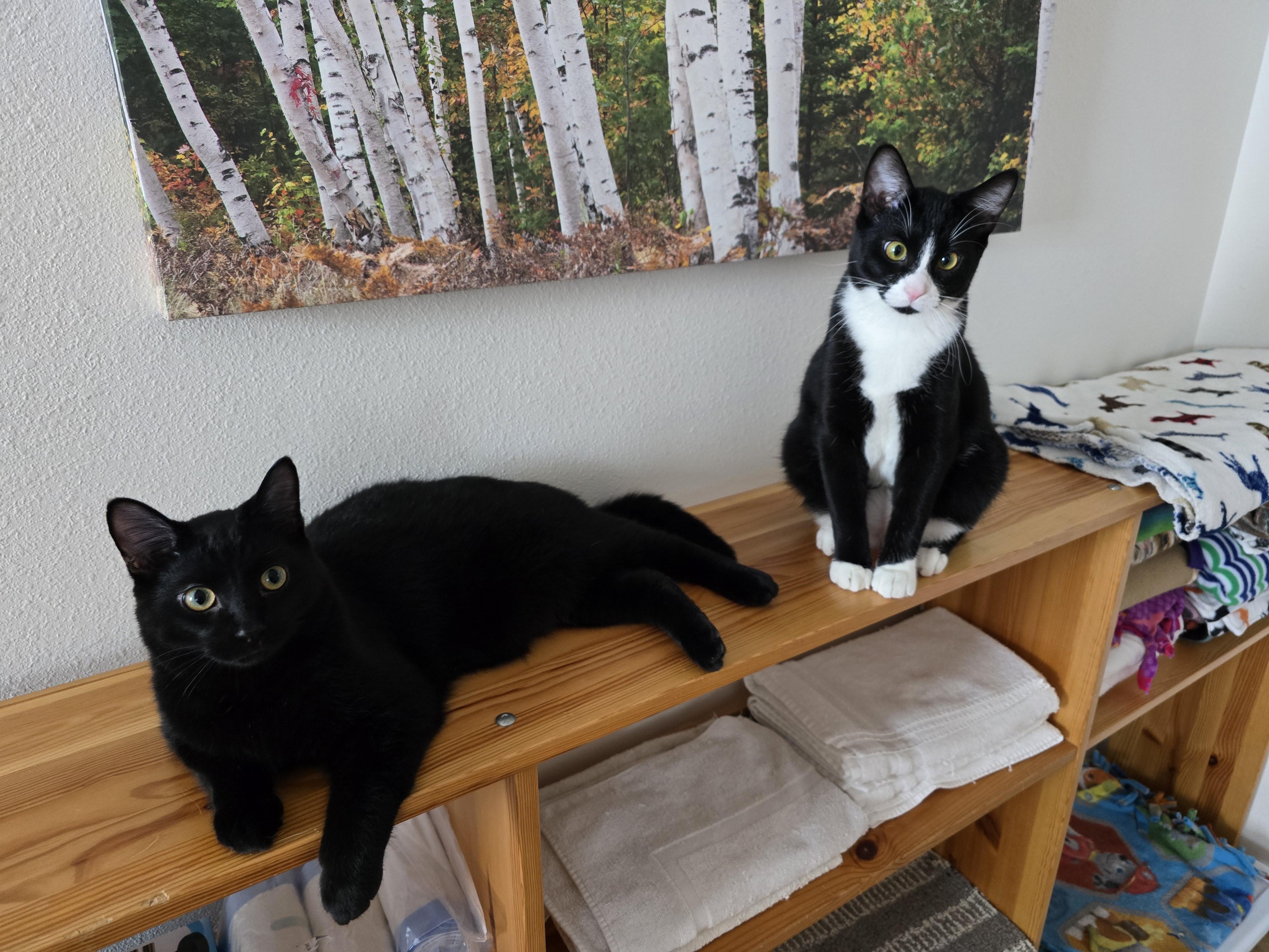 Enlarge Lux, a Adoptable Domestic Short Hair in Fargo, ND image 2/3