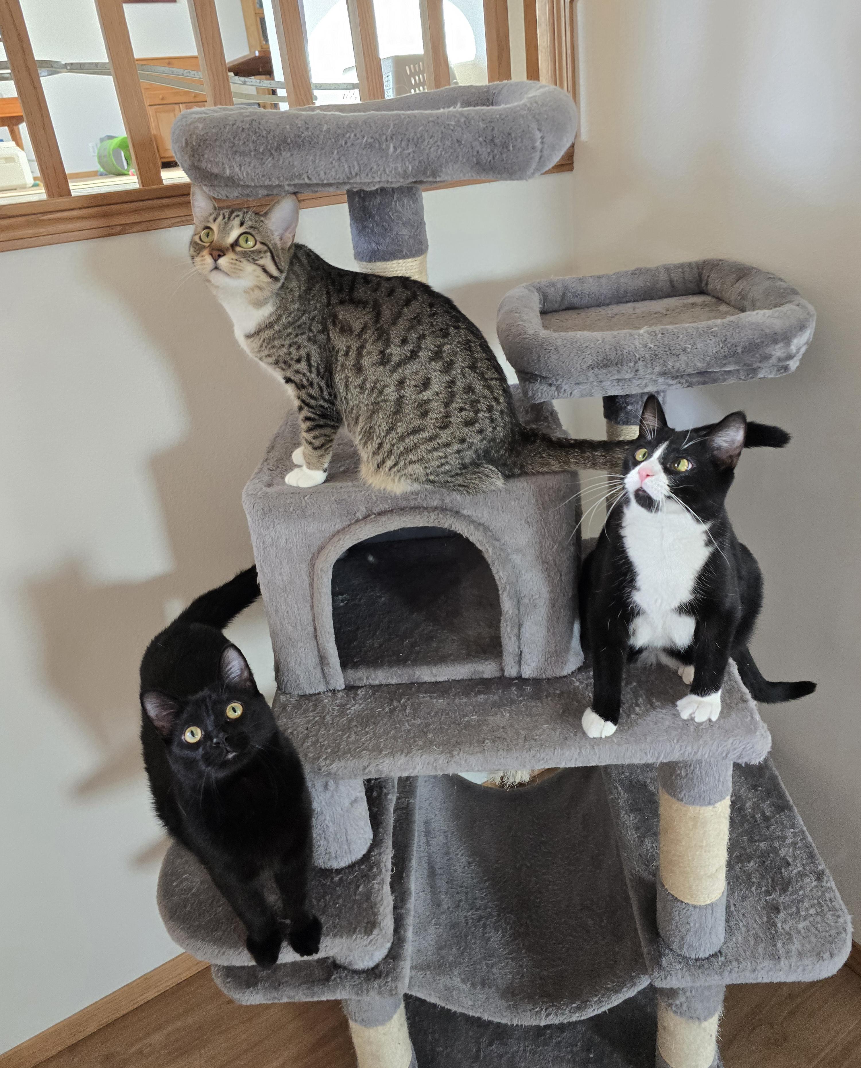 Enlarge Lux, a Adoptable Domestic Short Hair in Fargo, ND image 3/5