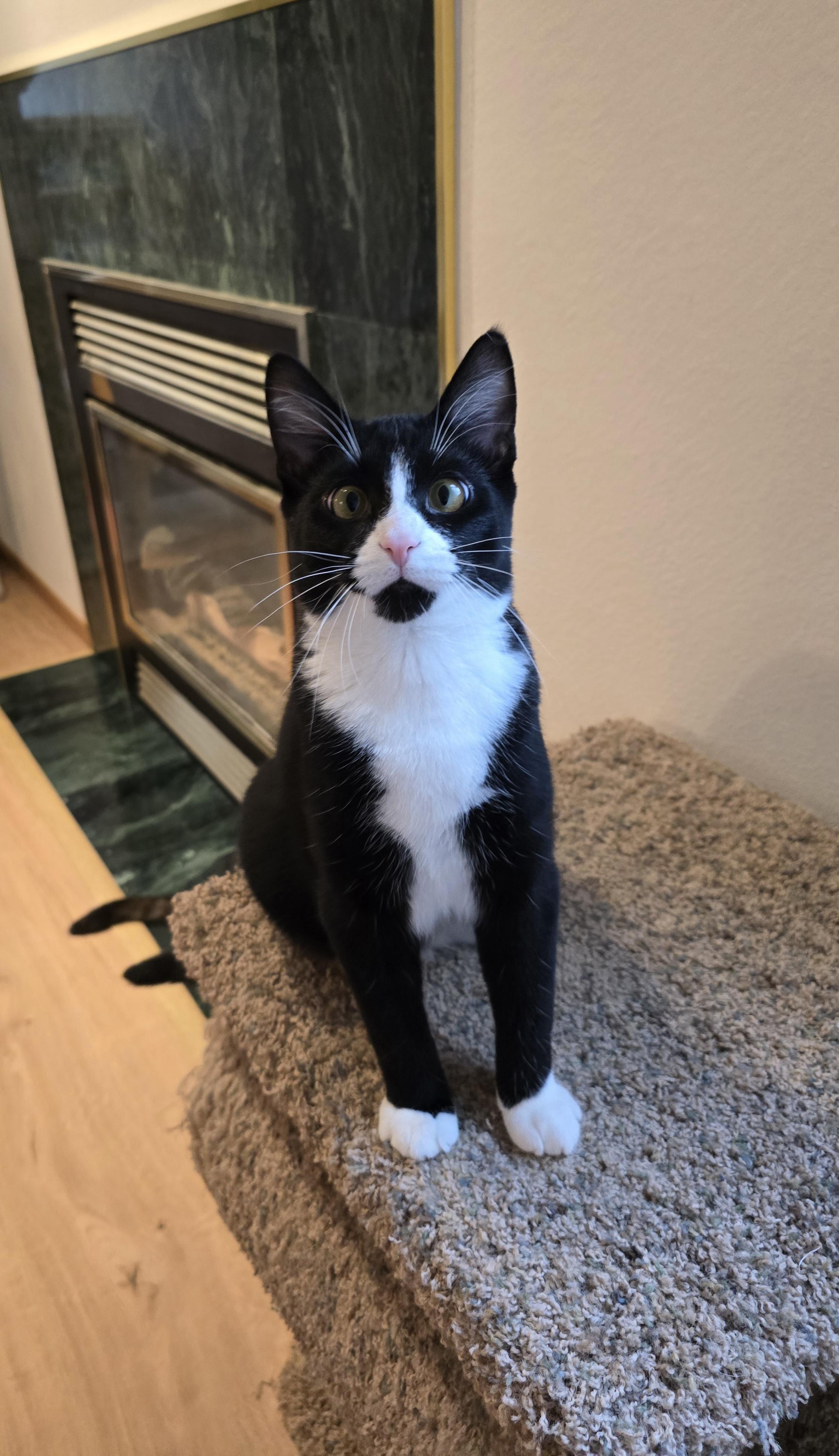 Lux, an adoptable Domestic Short Hair in Fargo, ND, 58104 | Photo Image 4