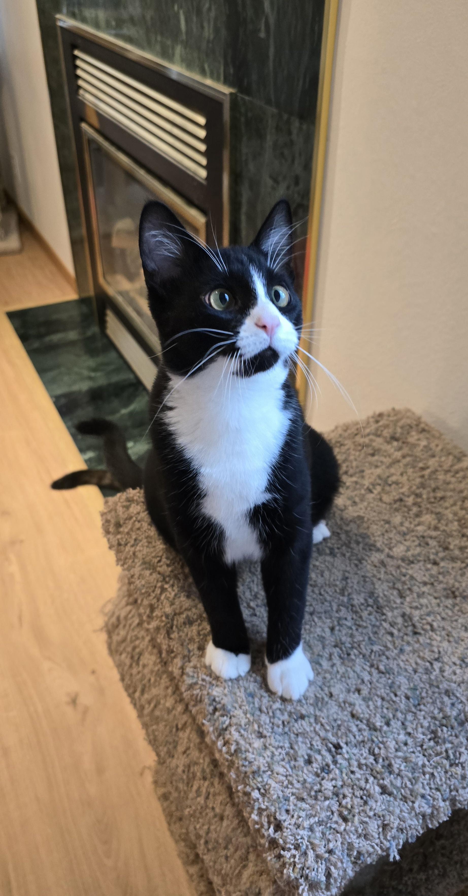 Enlarge Lux, a Adoptable Domestic Short Hair in Fargo, ND image 2/4