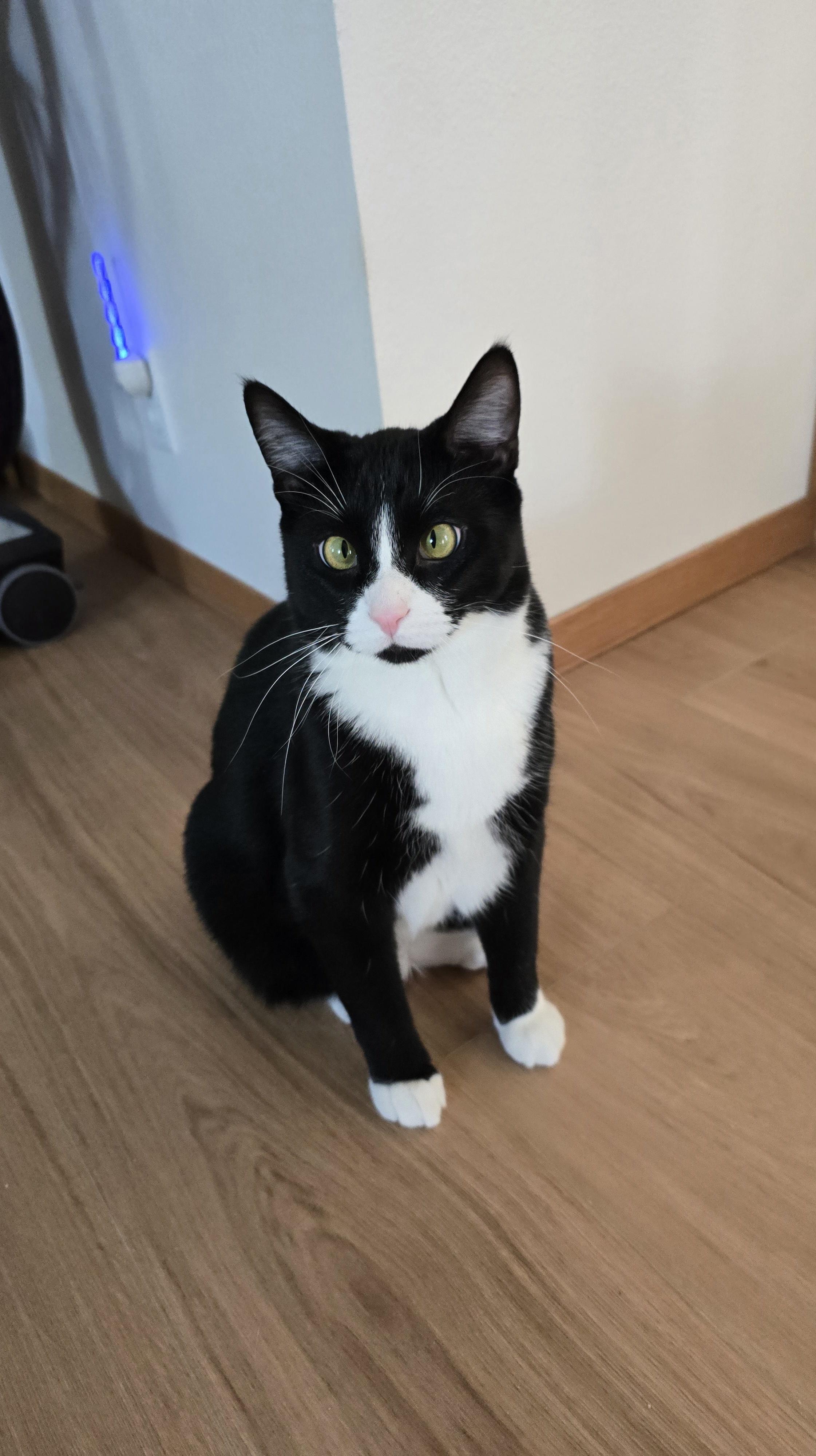 Enlarge Lux, a Adoptable Domestic Short Hair in Fargo, ND image 2/5