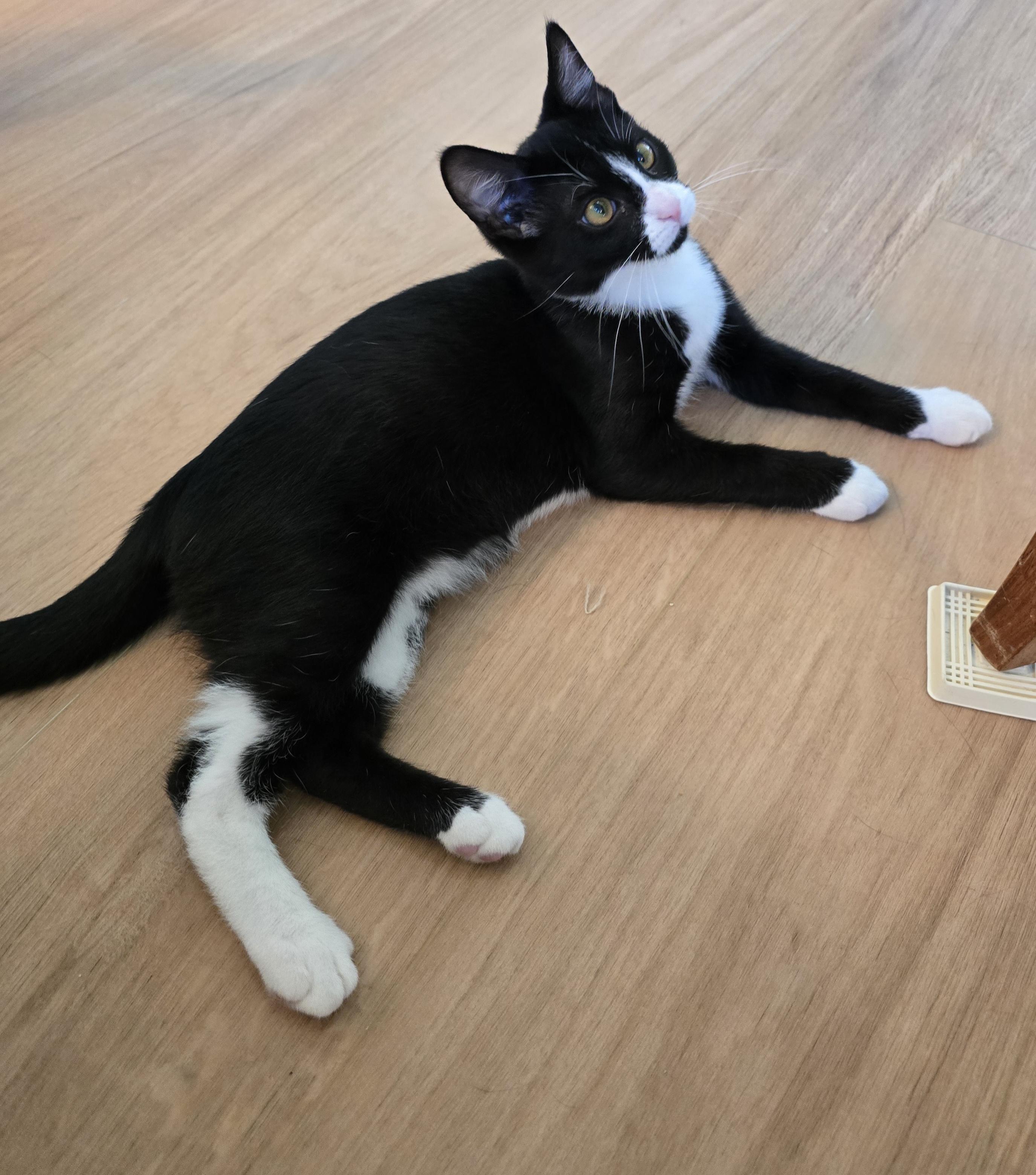 Lux, an adoptable Domestic Short Hair in Fargo, ND, 58104 | Photo Image 2