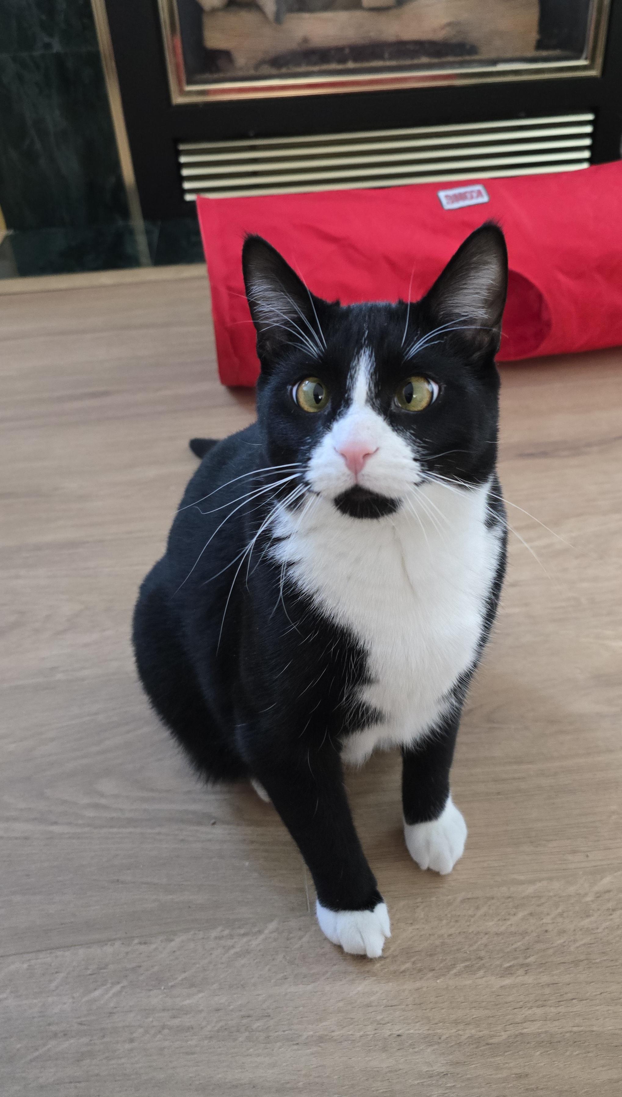 Lux, Adoptable, Young Male Domestic Short Hair.