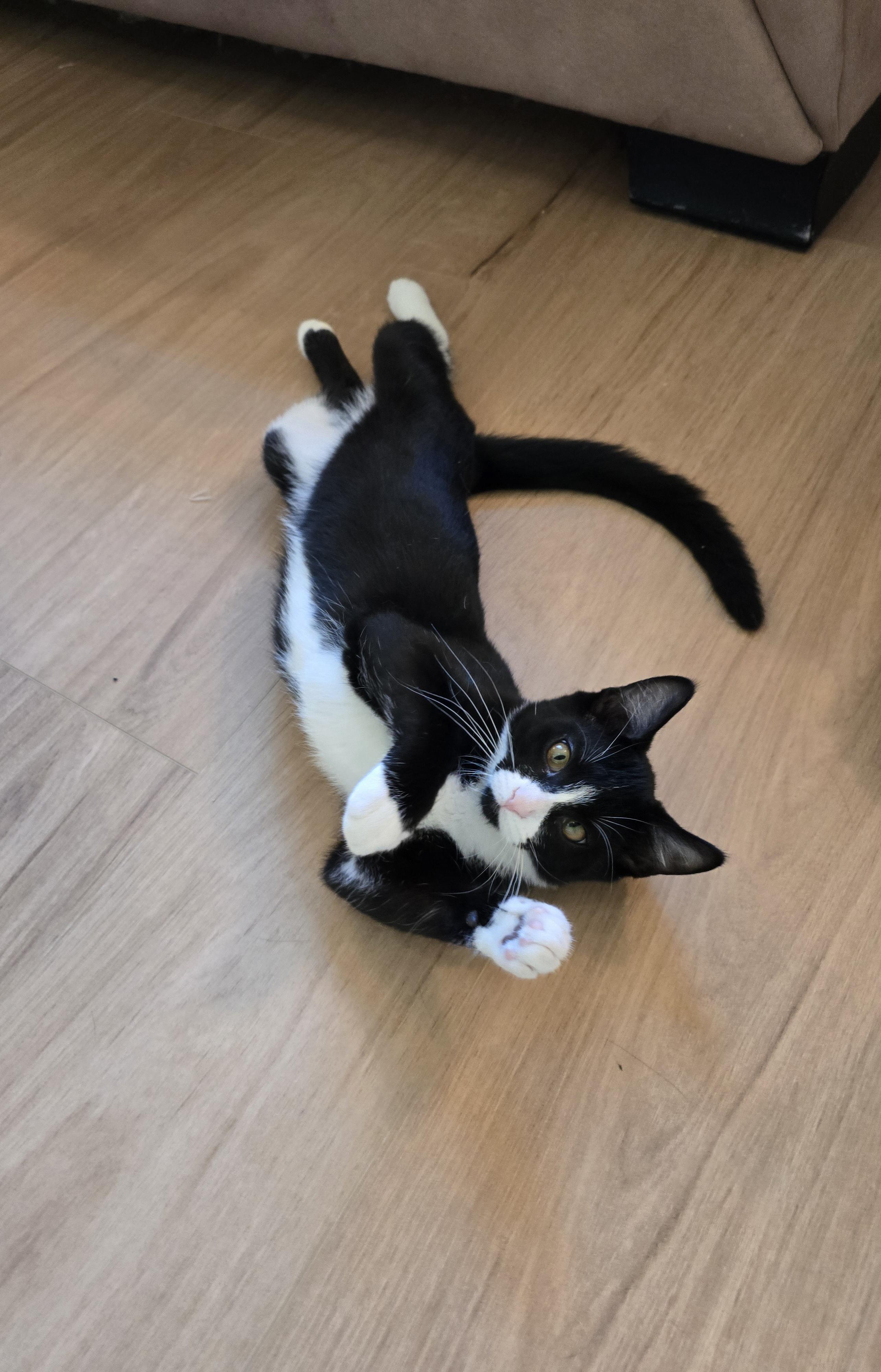 Lux, an adoptable Domestic Short Hair in Fargo, ND, 58104 | Photo Image 3