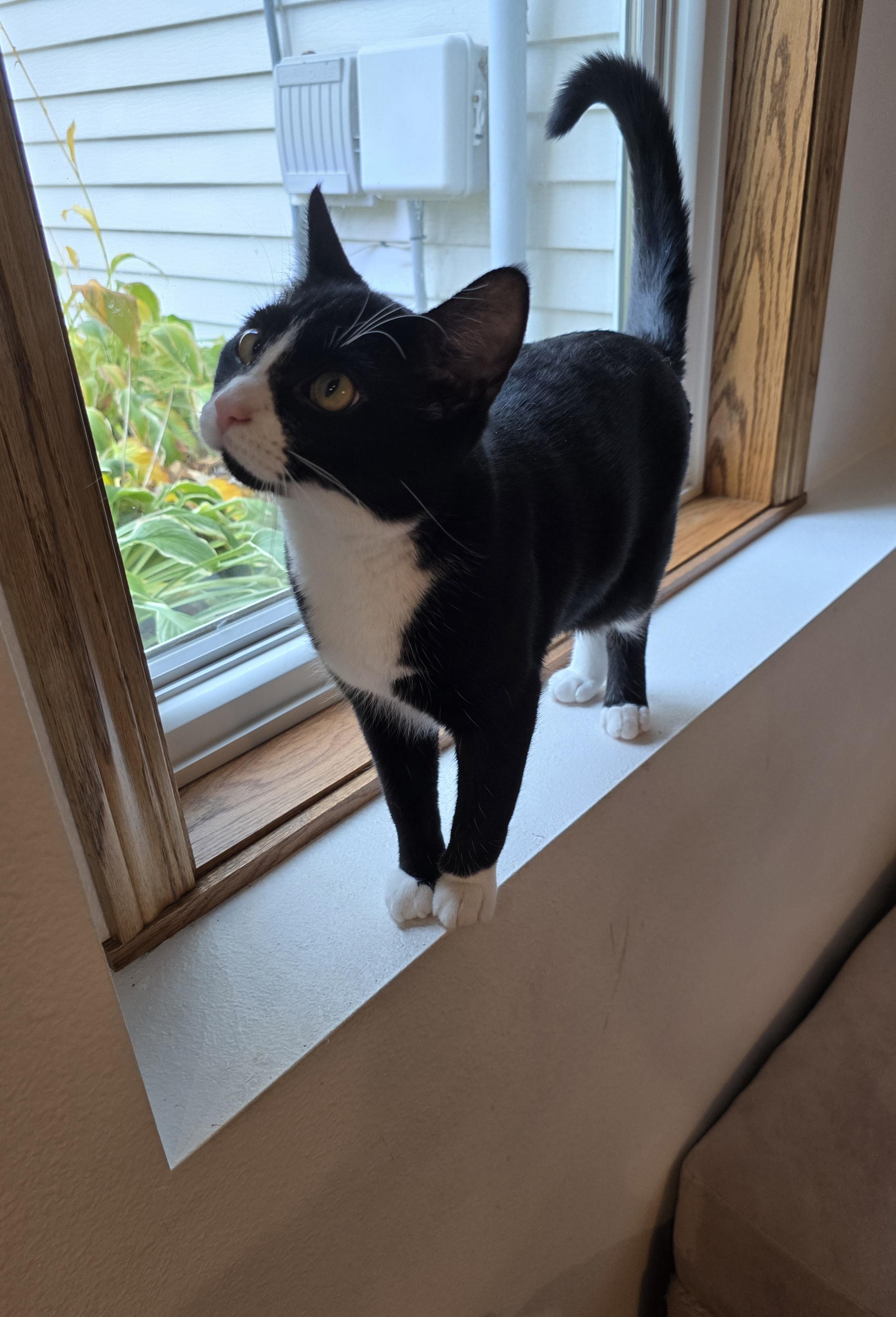 Enlarge Lux, a Adoptable Domestic Short Hair in Fargo, ND image 3/4