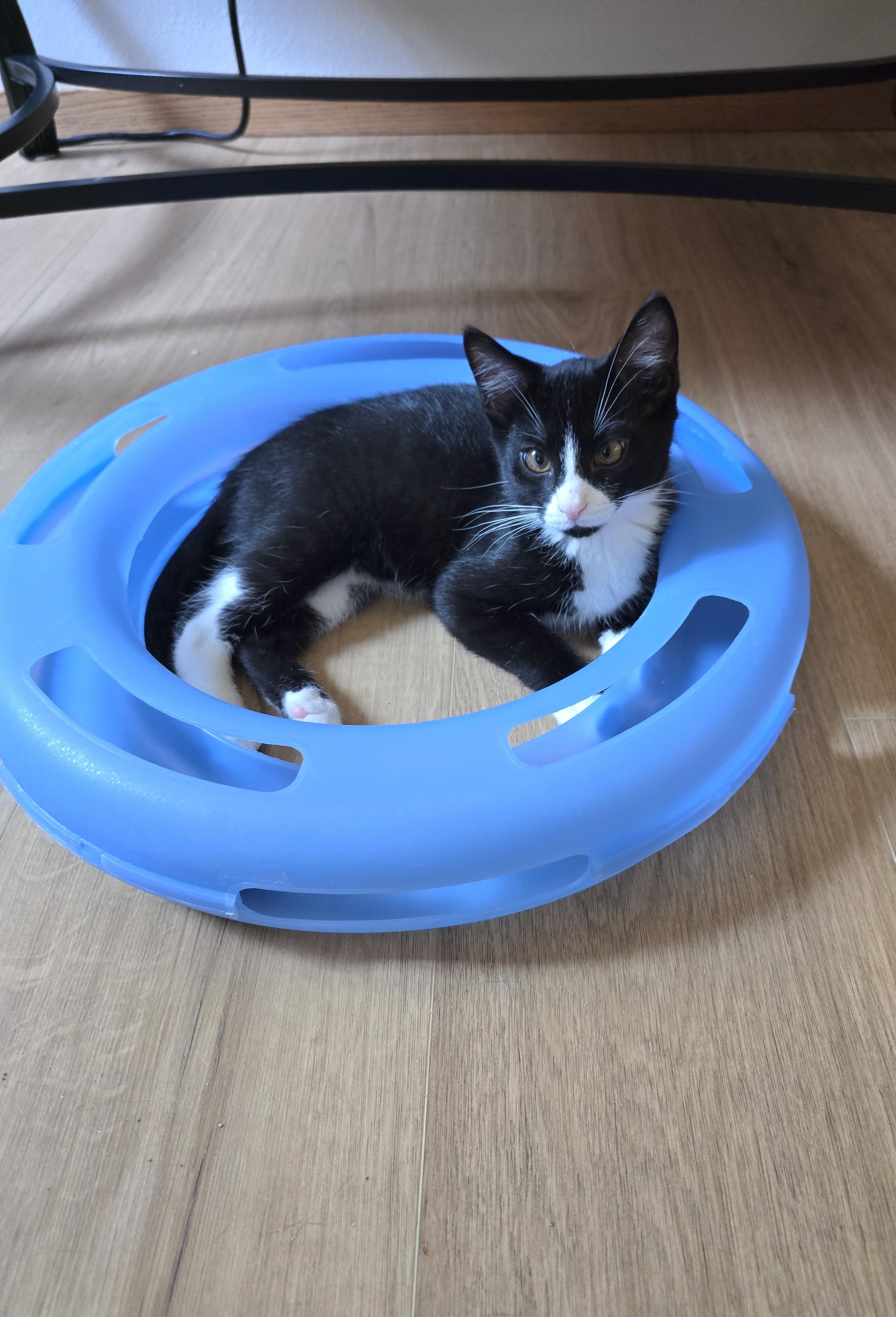 Lux, an adoptable Domestic Short Hair in Fargo, ND, 58104 | Photo Image 4