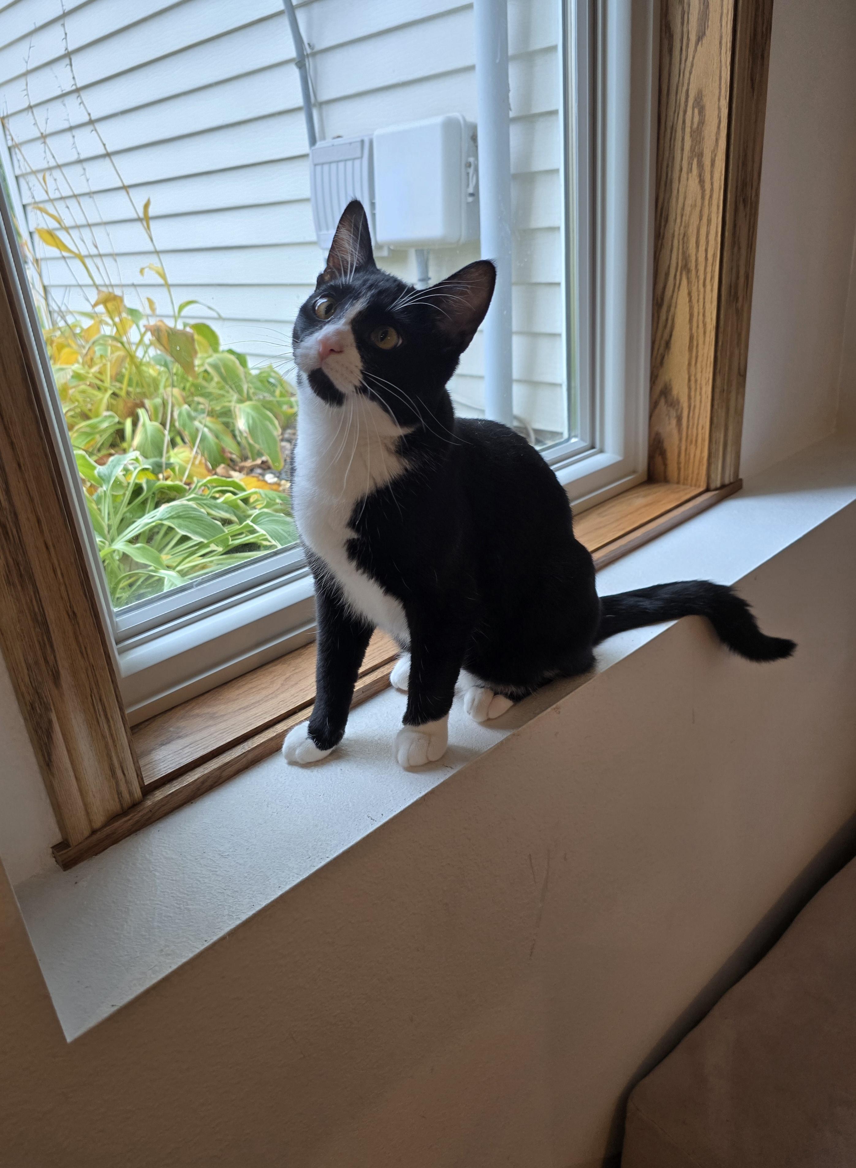 Enlarge Lux, a Adoptable Domestic Short Hair in Fargo, ND image 4/4