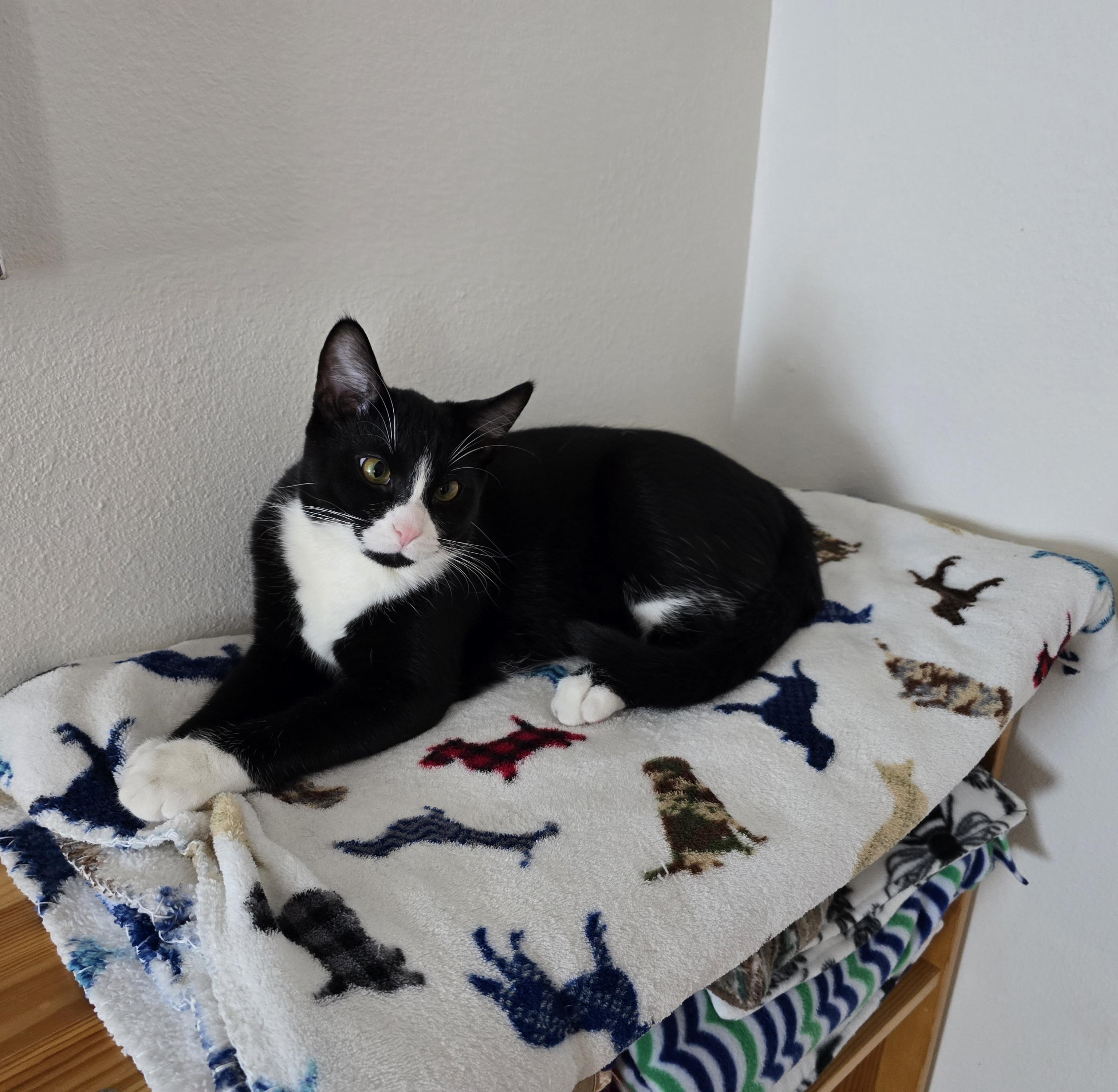 Enlarge Lux, a Adoptable Domestic Short Hair in Fargo, ND image 5/5