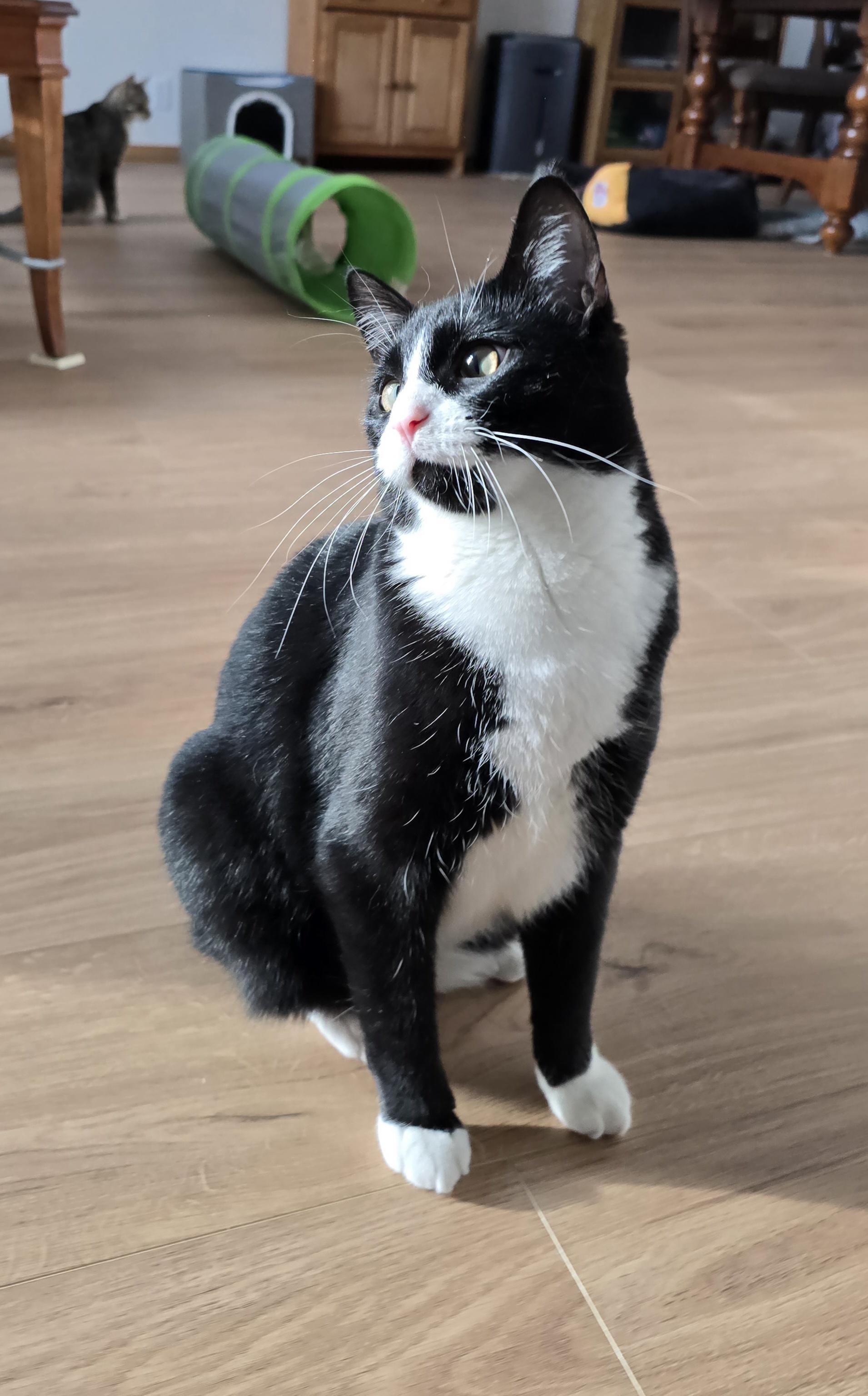 Enlarge Lux, a Adoptable Domestic Short Hair in Fargo, ND image 4/5