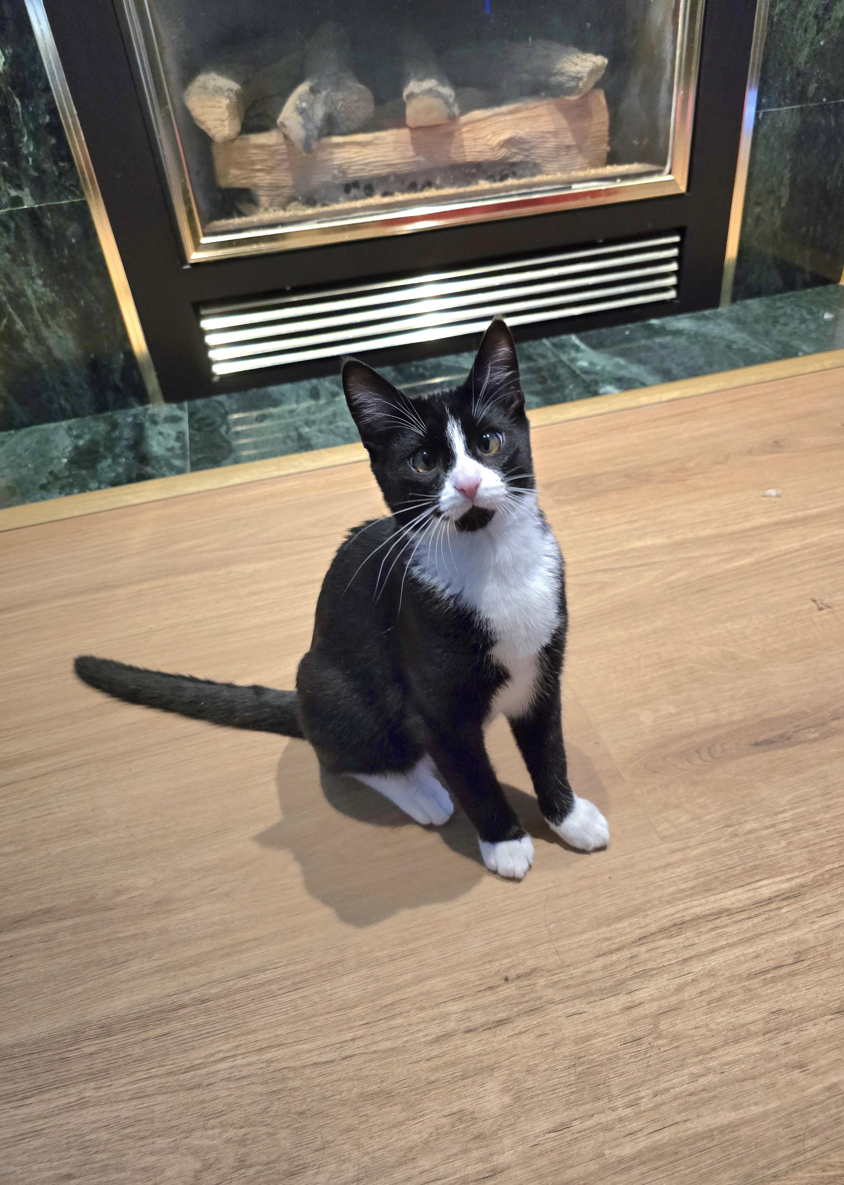 Lux, an adoptable Domestic Short Hair in Fargo, ND, 58104 | Photo Image 1