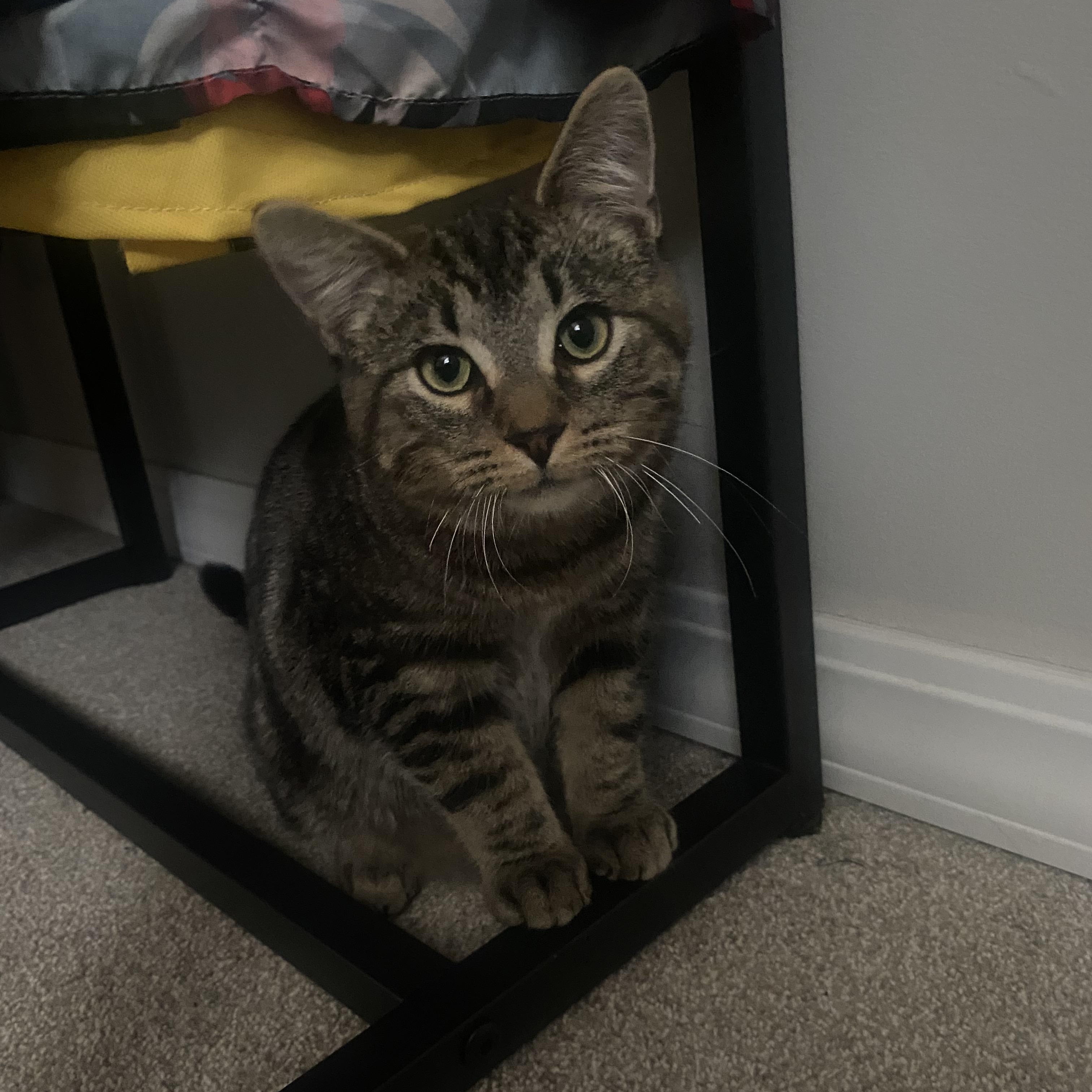 Sam , adopted, Kitten Male Domestic Short Hair.