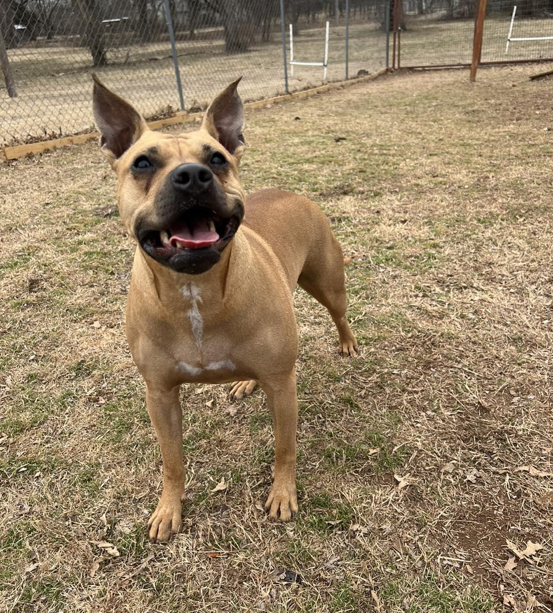 Phoebe, Adoptable, Adult Female Boxer & Mixed Breed.