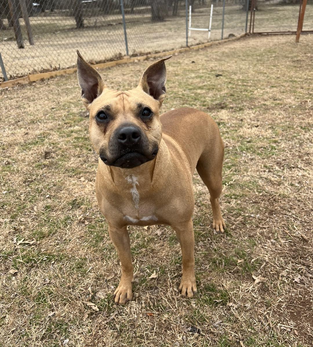 Enlarge Phoebe, a Adoptable mixed breed in Stillwater, OK image 2/3