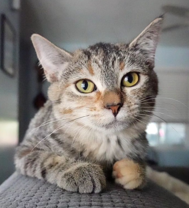 Kyle Richards, an adoptable Domestic Short Hair in San Bernardino, CA_image-1