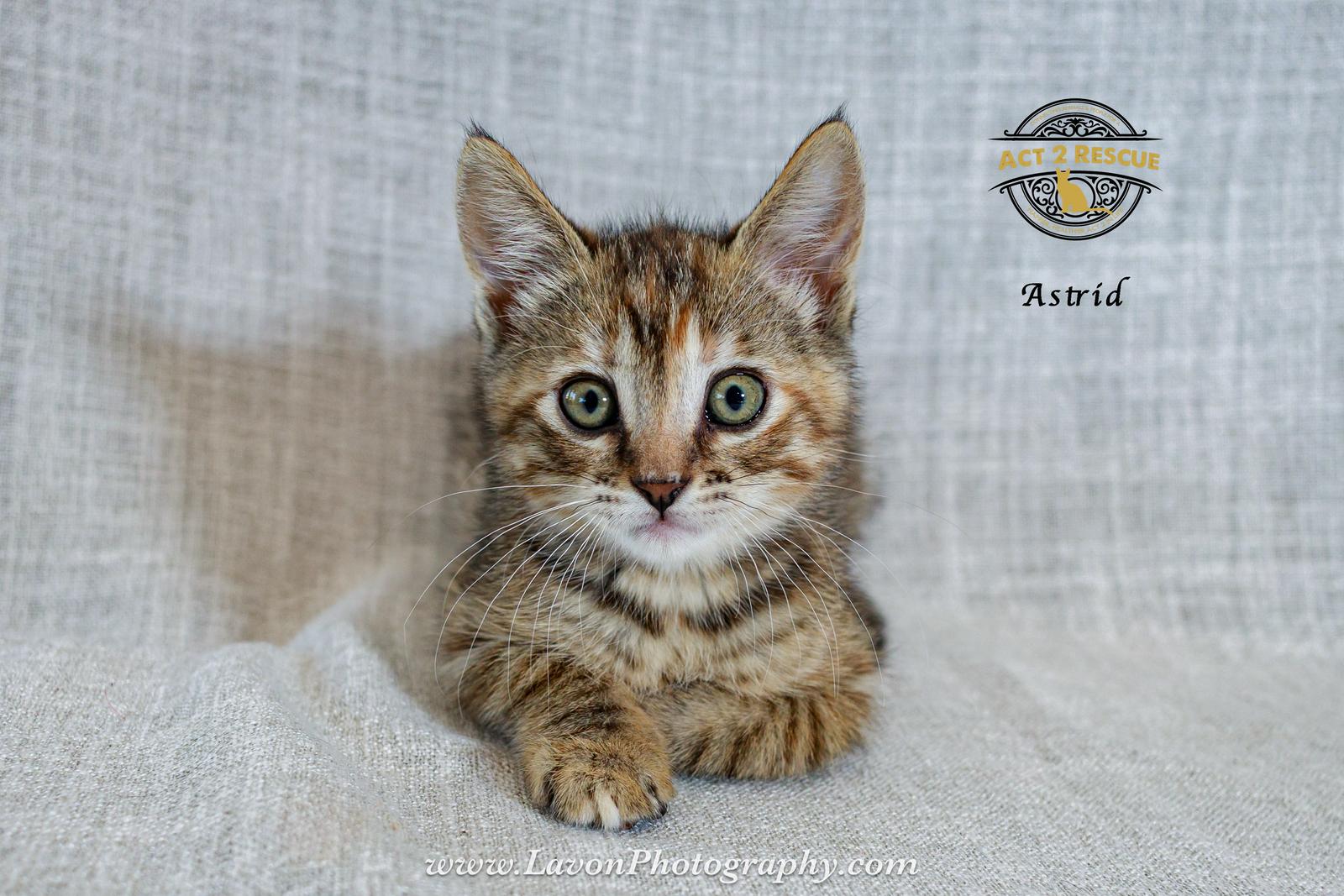 Enlarge Astrid, a Adoptable mixed breed in Riverside, CA image 1/3
