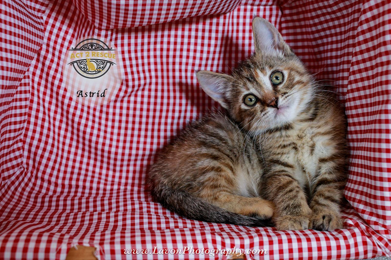 Enlarge Astrid, a Adoptable mixed breed in Riverside, CA image 2/3