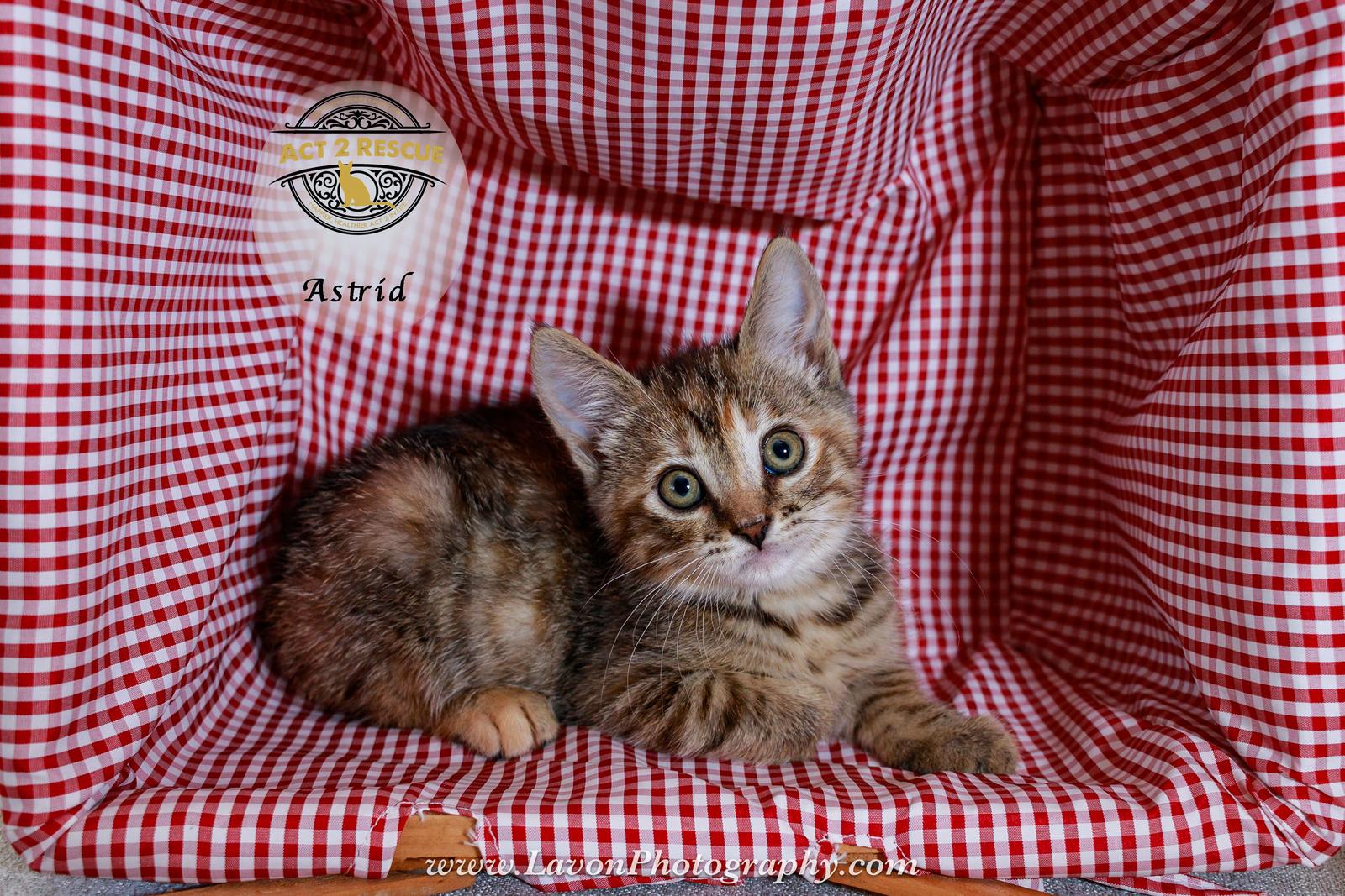 Enlarge Astrid, a Adoptable mixed breed in Riverside, CA image 3/3