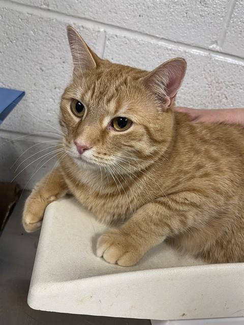 Enlarge SUNNY, a Adoptable Domestic Short Hair in Easton, MD image 1/1