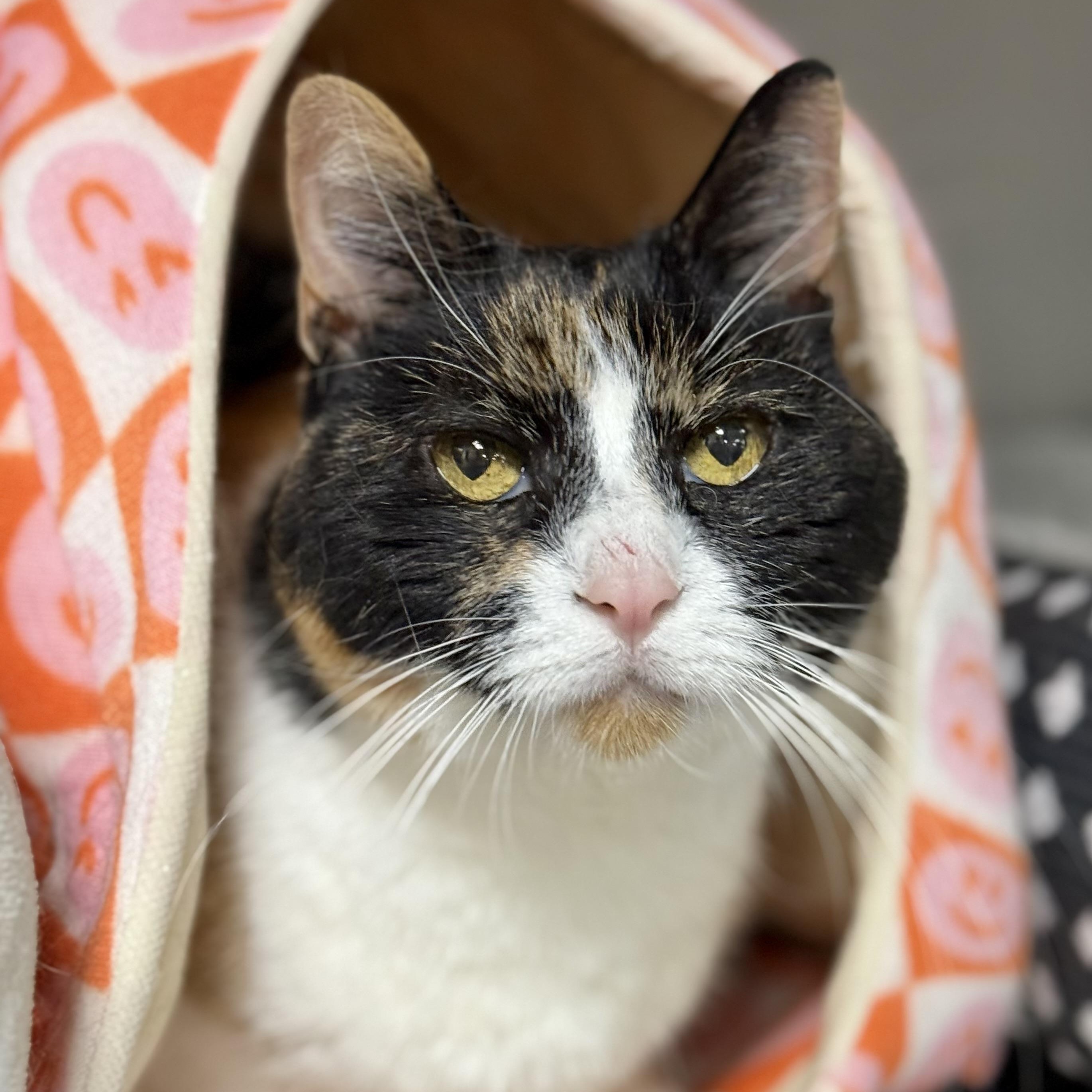 Enlarge Allie, an adoptable Domestic Short Hair in Collierville, TN image 1/5