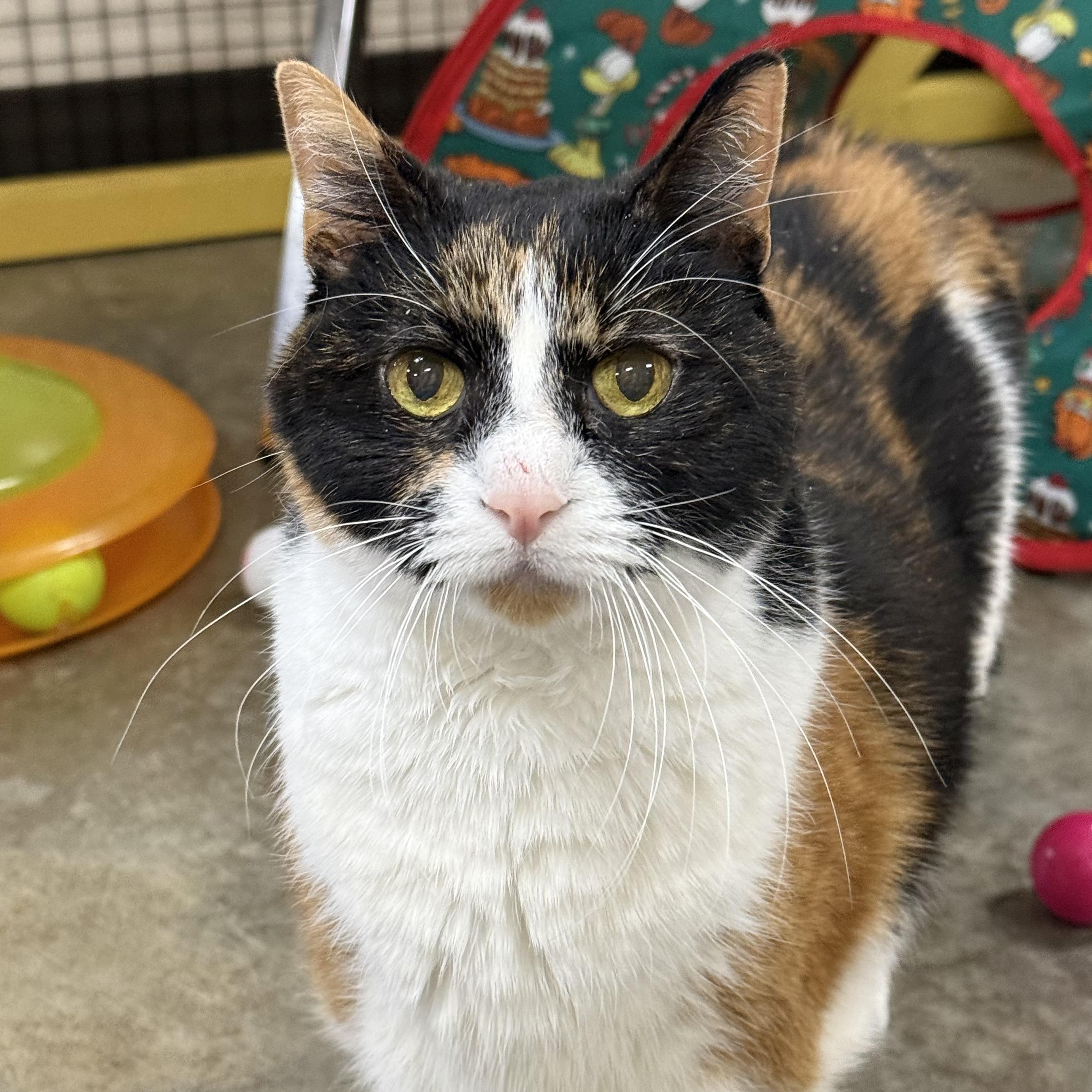 Enlarge Allie, an adoptable Domestic Short Hair in Collierville, TN image 2/5