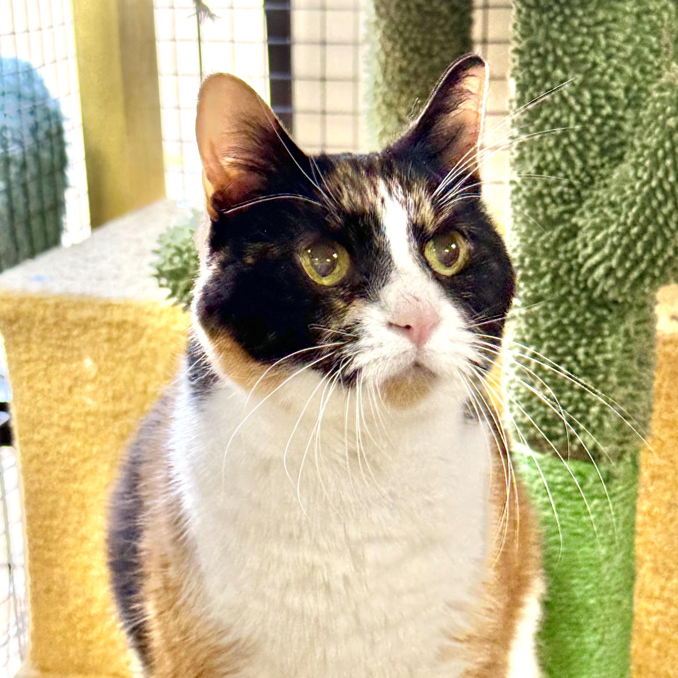 Enlarge Allie, an adoptable Domestic Short Hair in Collierville, TN image 4/5