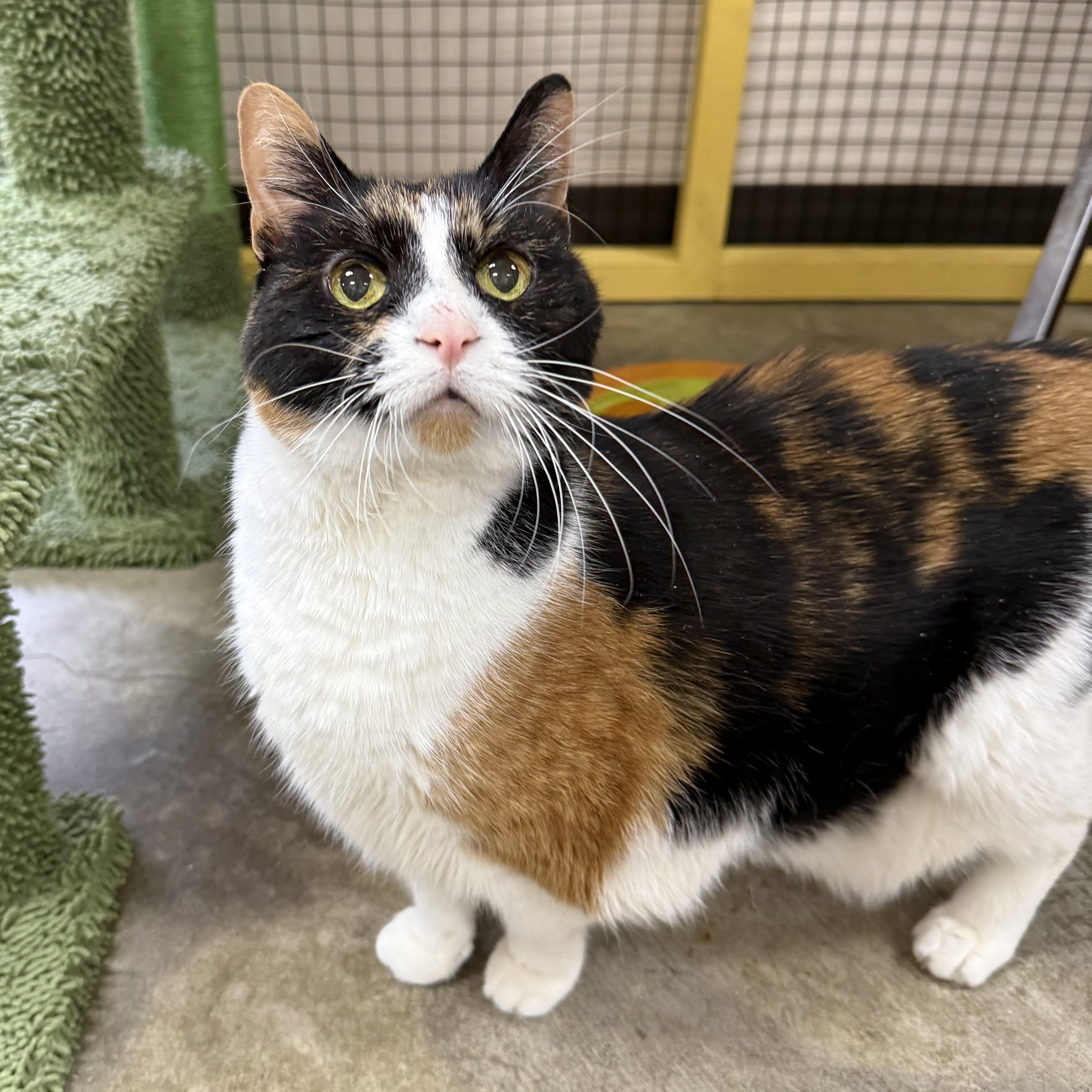 Enlarge Allie, an adoptable Domestic Short Hair in Collierville, TN image 3/5