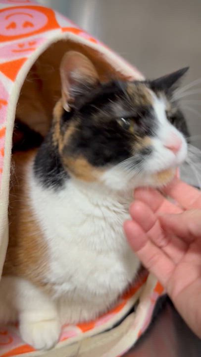 Enlarge Allie, an adoptable Domestic Short Hair in Collierville, TN video 5/5