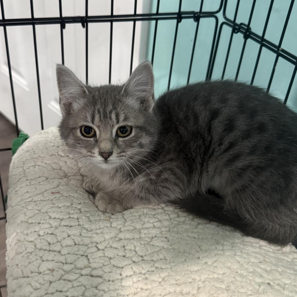 Enlarge Hope, a Adoptable Domestic Short Hair in Marion, VA image 1/1