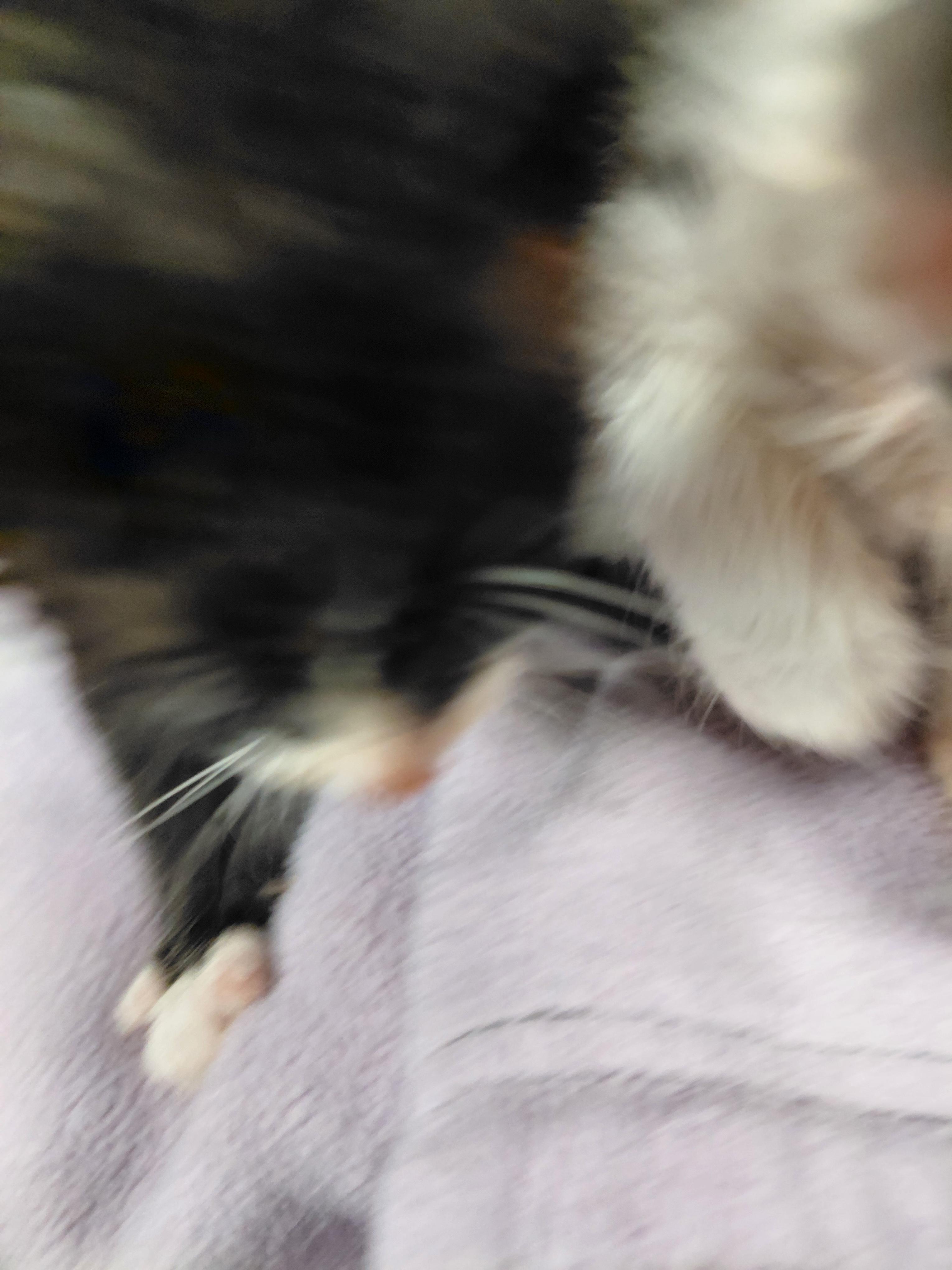 Enlarge Clark, a Adopted Domestic Short Hair in Hazleton, IA image 1/1