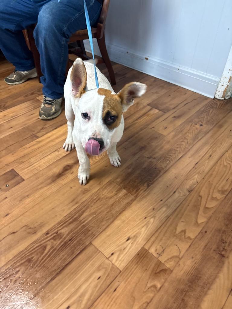 Slate, Adoptable, Puppy Male Jack Russell Terrier & Terrier.