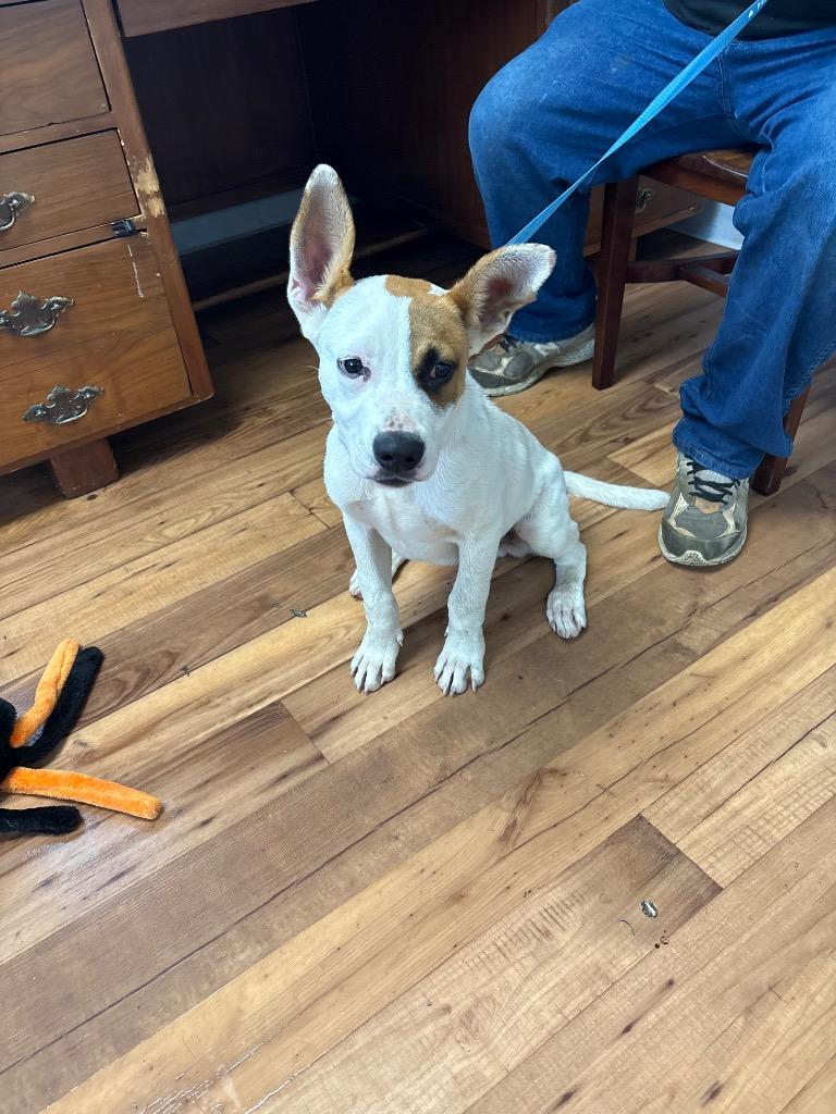 Enlarge Slate, a Adoptable mixed breed in Fayetteville, TN image 2/2