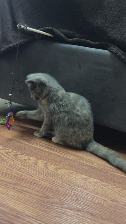 Enlarge Luna, a Adopted Domestic Short Hair in New Bern, NC video 1/6