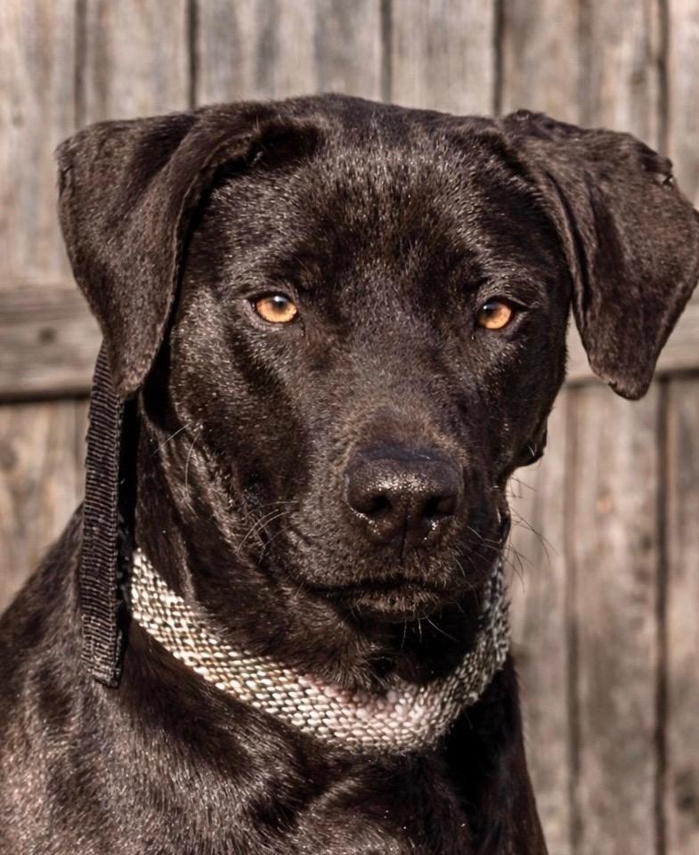 Enlarge Scout, a Adoptable Labrador Retriever in Princeton, MA image 1/2