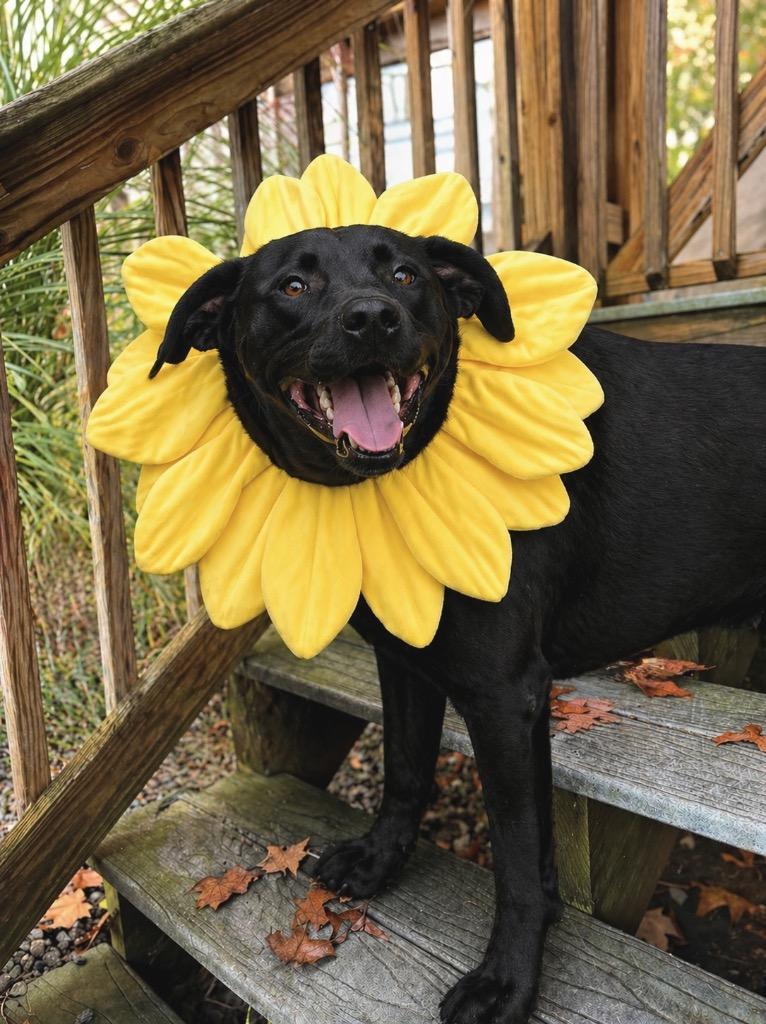 Scout, Adoptable, Adult Male Labrador Retriever.