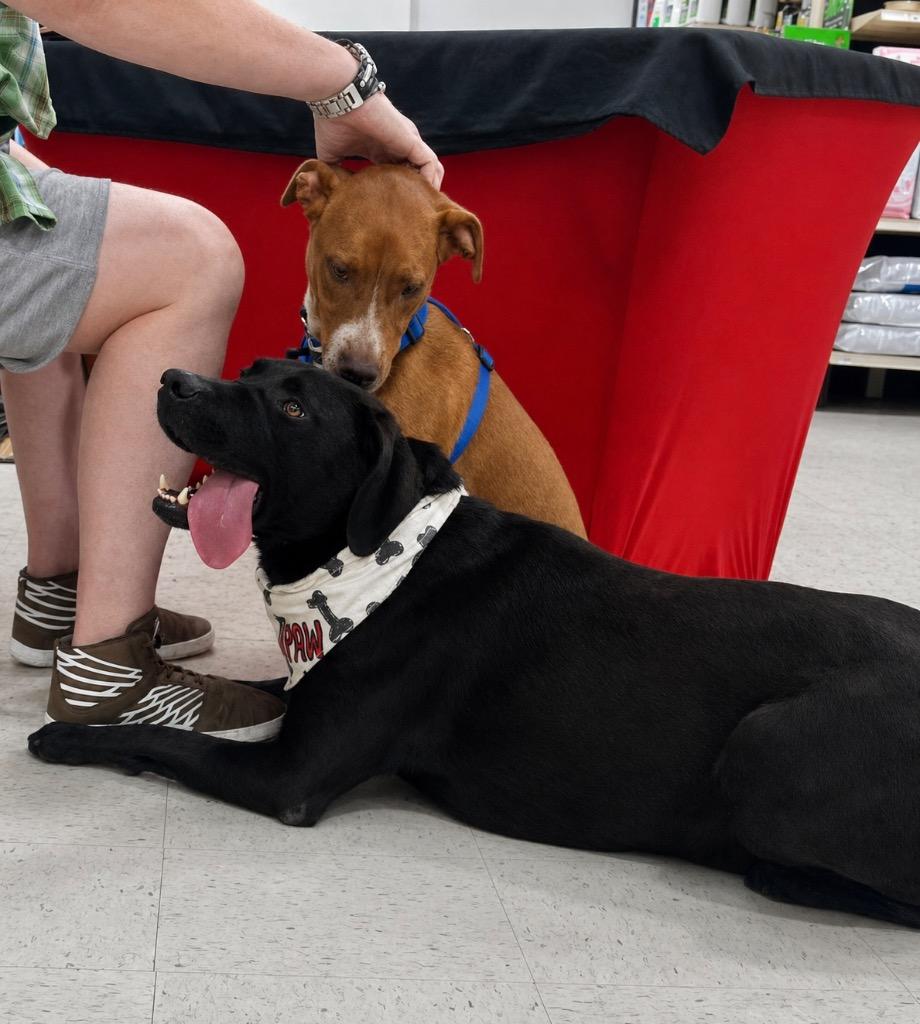 Enlarge Scout - Local, a Adoptable mixed breed in Princeton, MA image 2/6