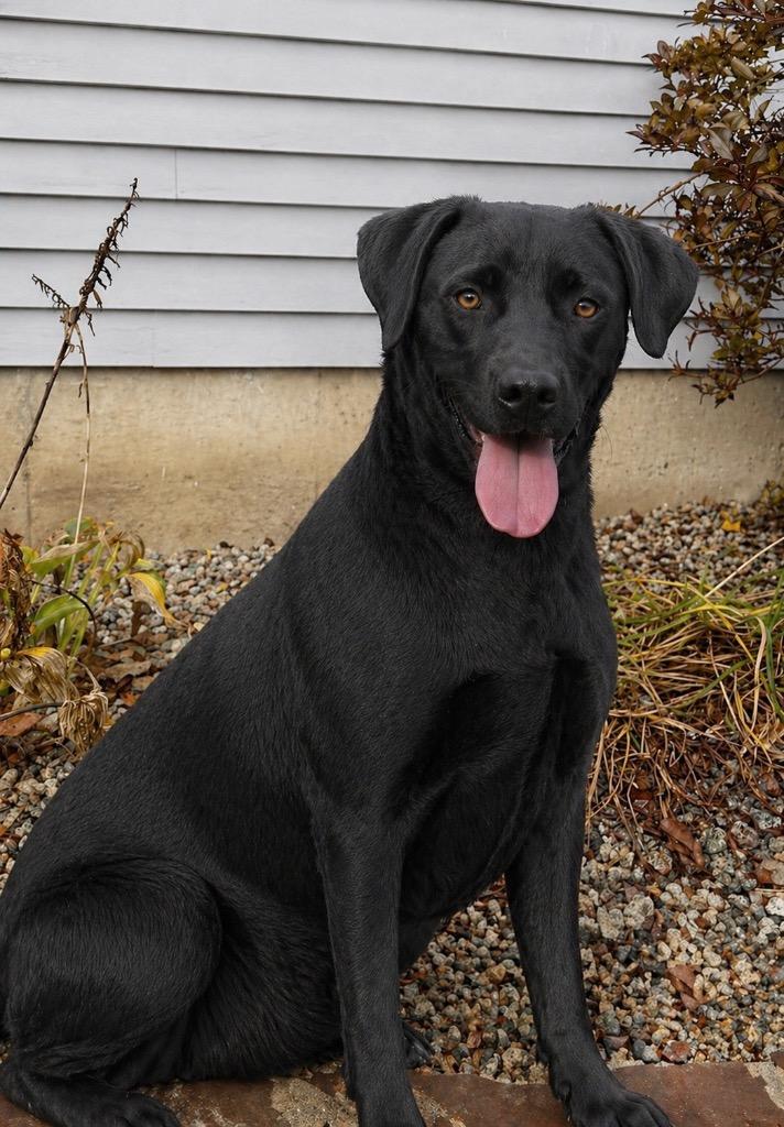 Enlarge Scout - Local, a Adoptable mixed breed in Princeton, MA image 3/6