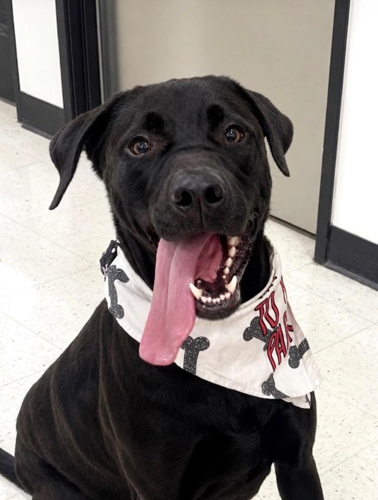 Enlarge Scout - Local, a Adoptable mixed breed in Princeton, MA image 4/6