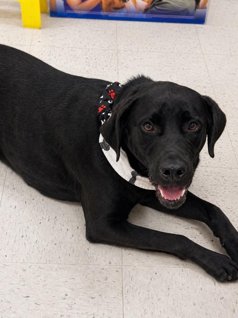 Enlarge Scout - Local, a Adoptable mixed breed in Princeton, MA image 5/6