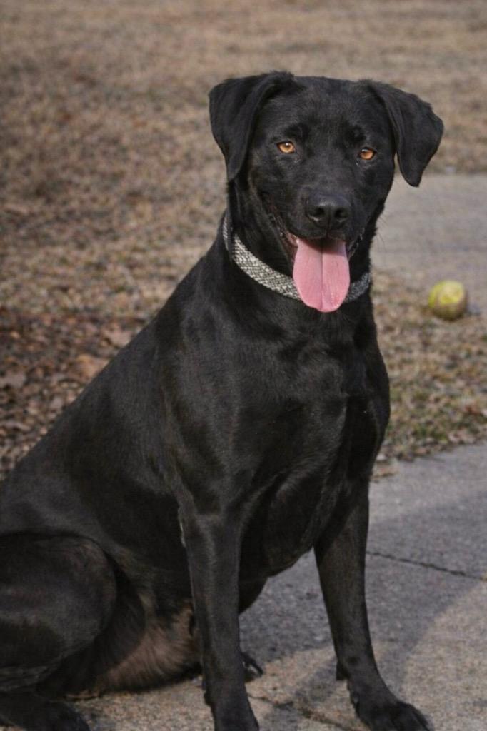 Enlarge Scout, a Adoptable Labrador Retriever in Princeton, MA image 2/2