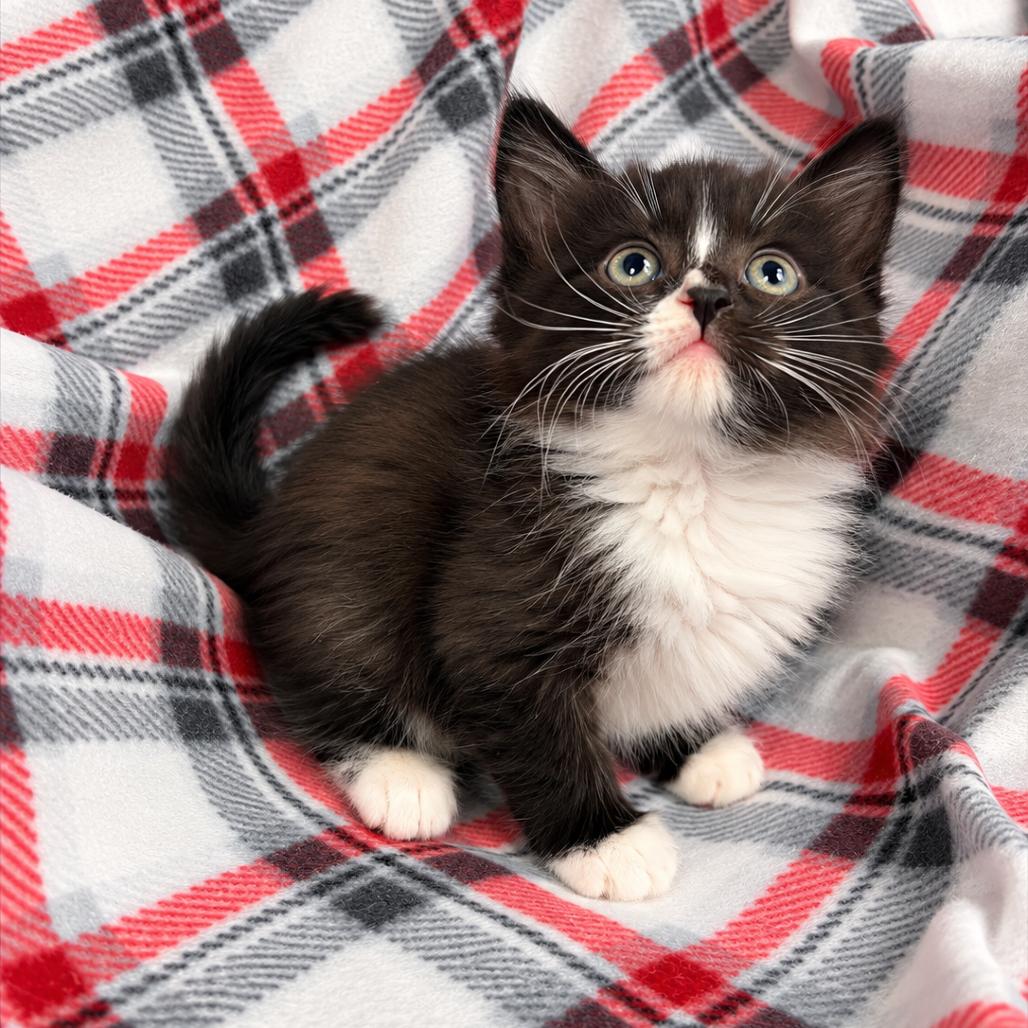 Enlarge Toffee K46566, a Adoptable Domestic Medium Hair in Corsicana, TX image 1/1
