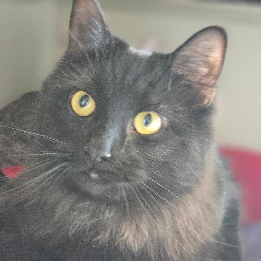 Enlarge Lilah, a Adoptable Domestic Long Hair in Durango, CO image 1/3