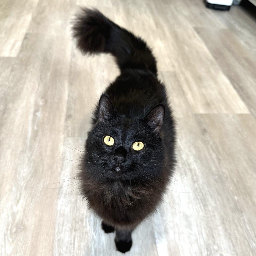 Enlarge Lilah, a Adoptable Domestic Long Hair in Durango, CO image 2/3