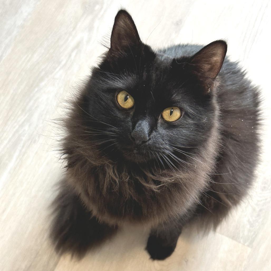 Enlarge Lilah, a Adoptable Domestic Long Hair in Durango, CO image 3/3