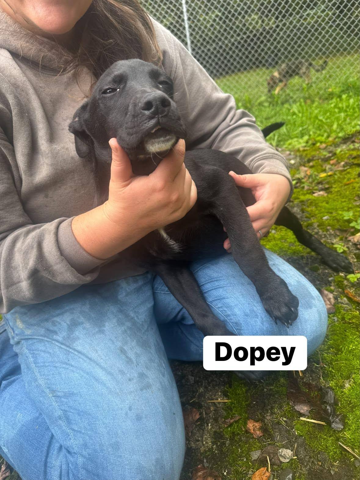 Dopey(13wo, 20lbs), Adoptable, Puppy Male Hound.