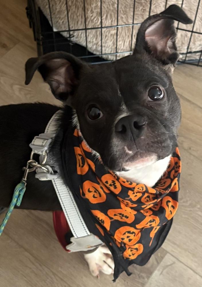 Evan Strothman-4755 OH, Adoptable, Young Male Boston Terrier.