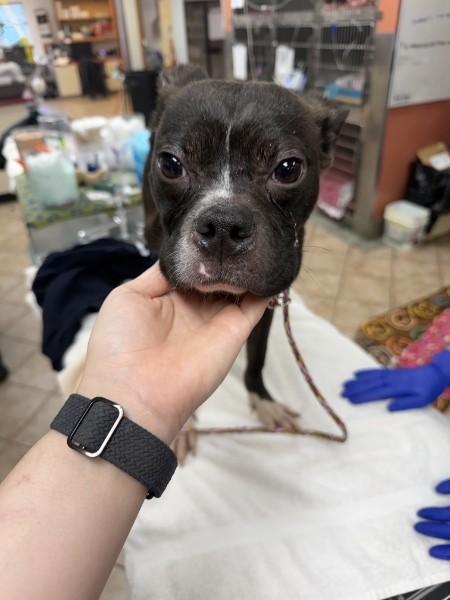 Enlarge Evan Strothman-4755 OH, a Adoptable mixed breed in Maryville, TN image 2/6